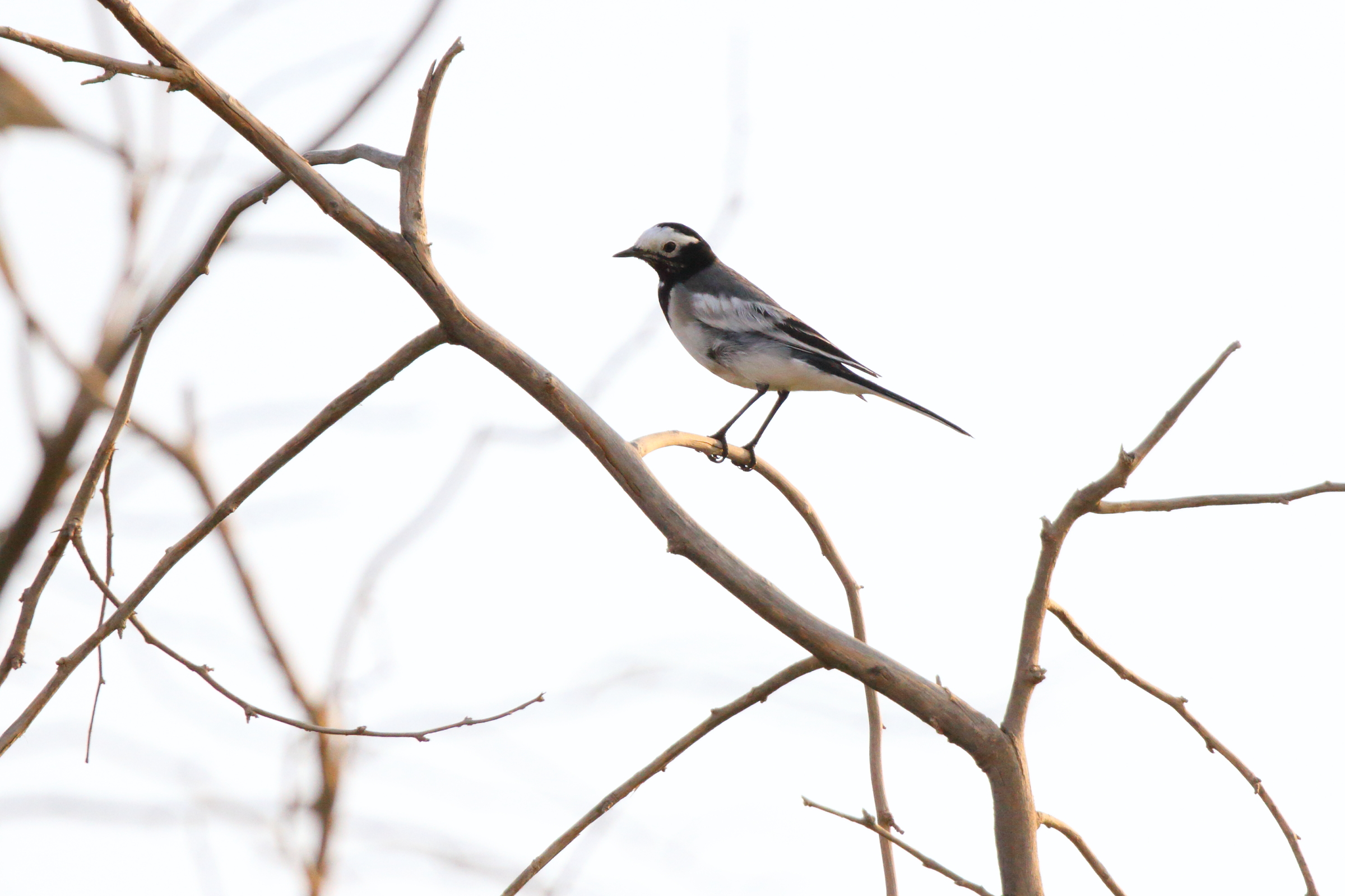 'Masked' Wagtail. Qatar, 26 October 2012 © Neil G. Morris.