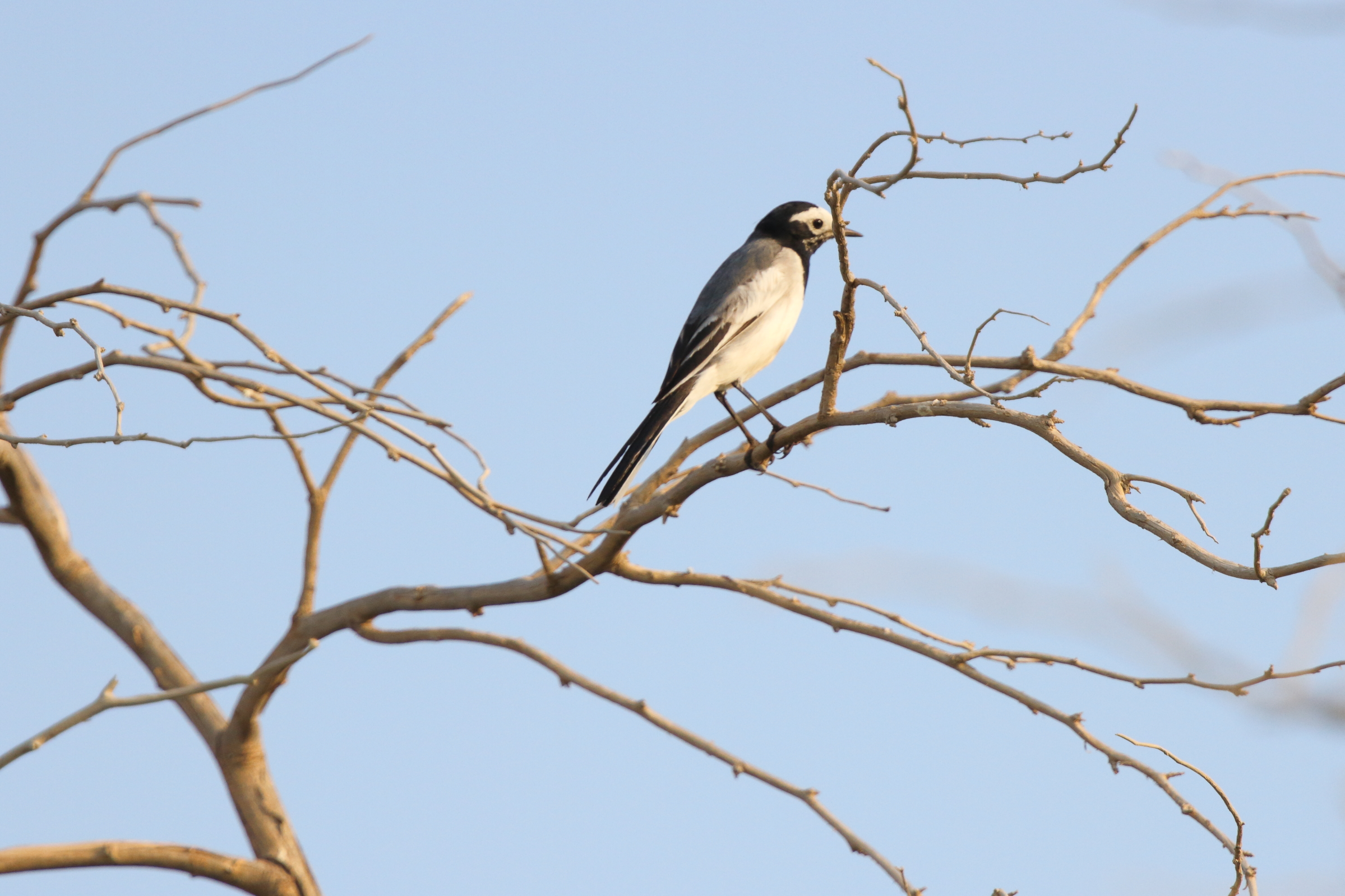 'Masked' Wagtail. Qatar, 26 October 2012 © Neil G. Morris.