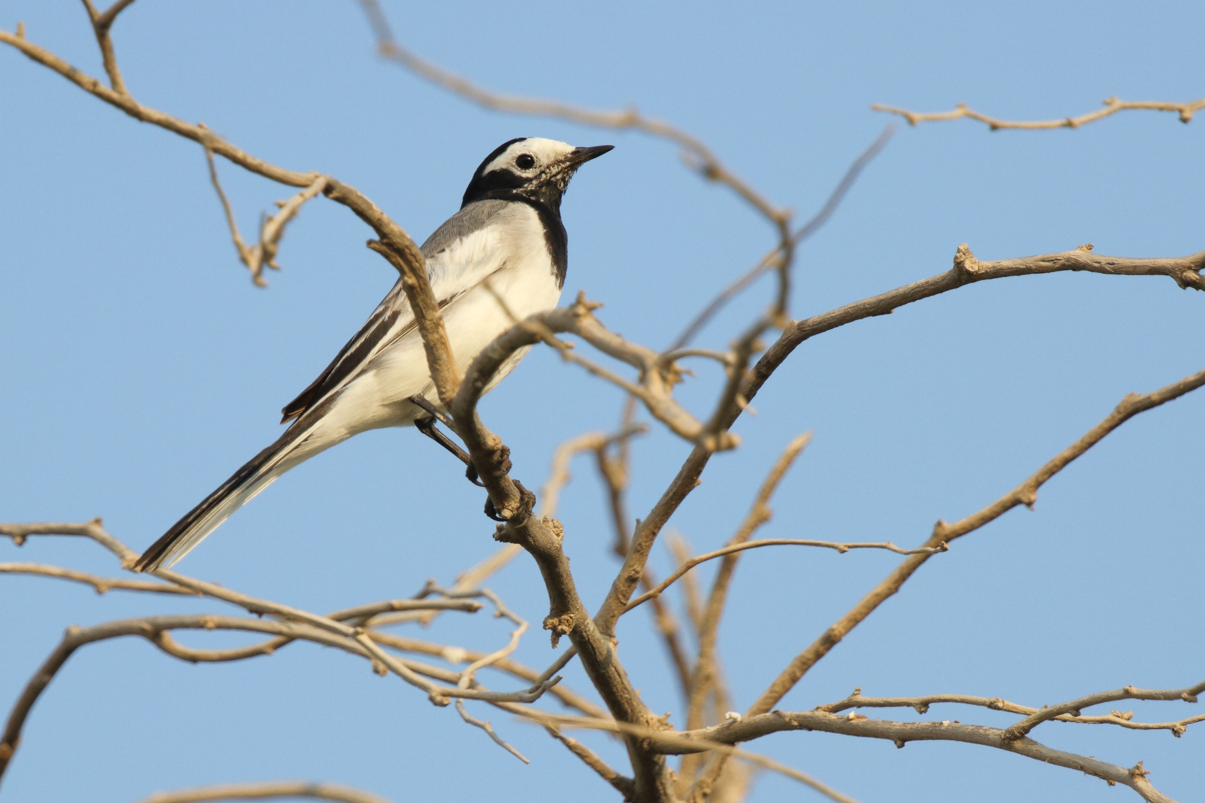 'Masked' Wagtail. Qatar, 26 October 2012 © Neil G. Morris.