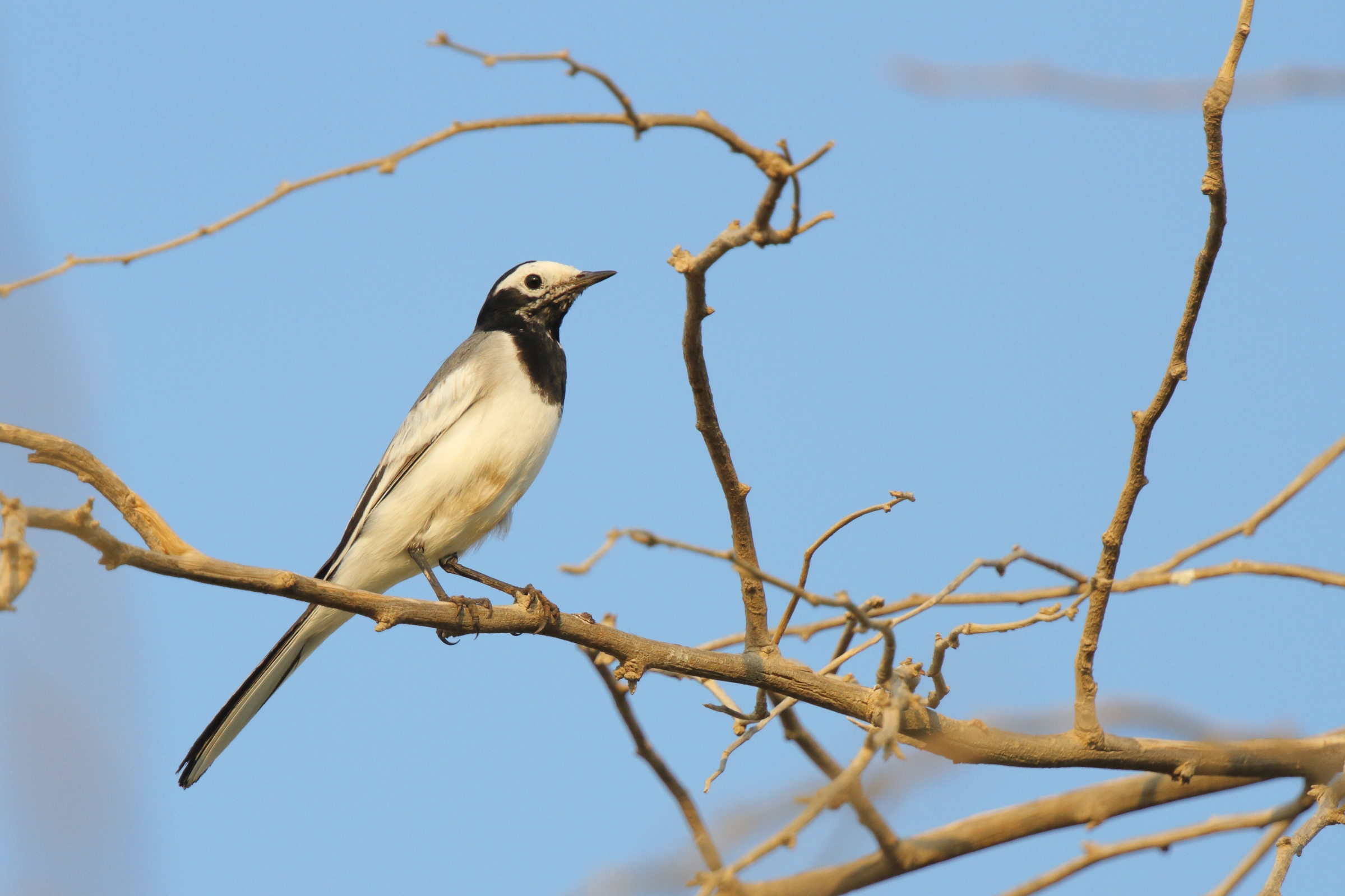 'Masked' Wagtail. Qatar, 26 October 2012 © Neil G. Morris.