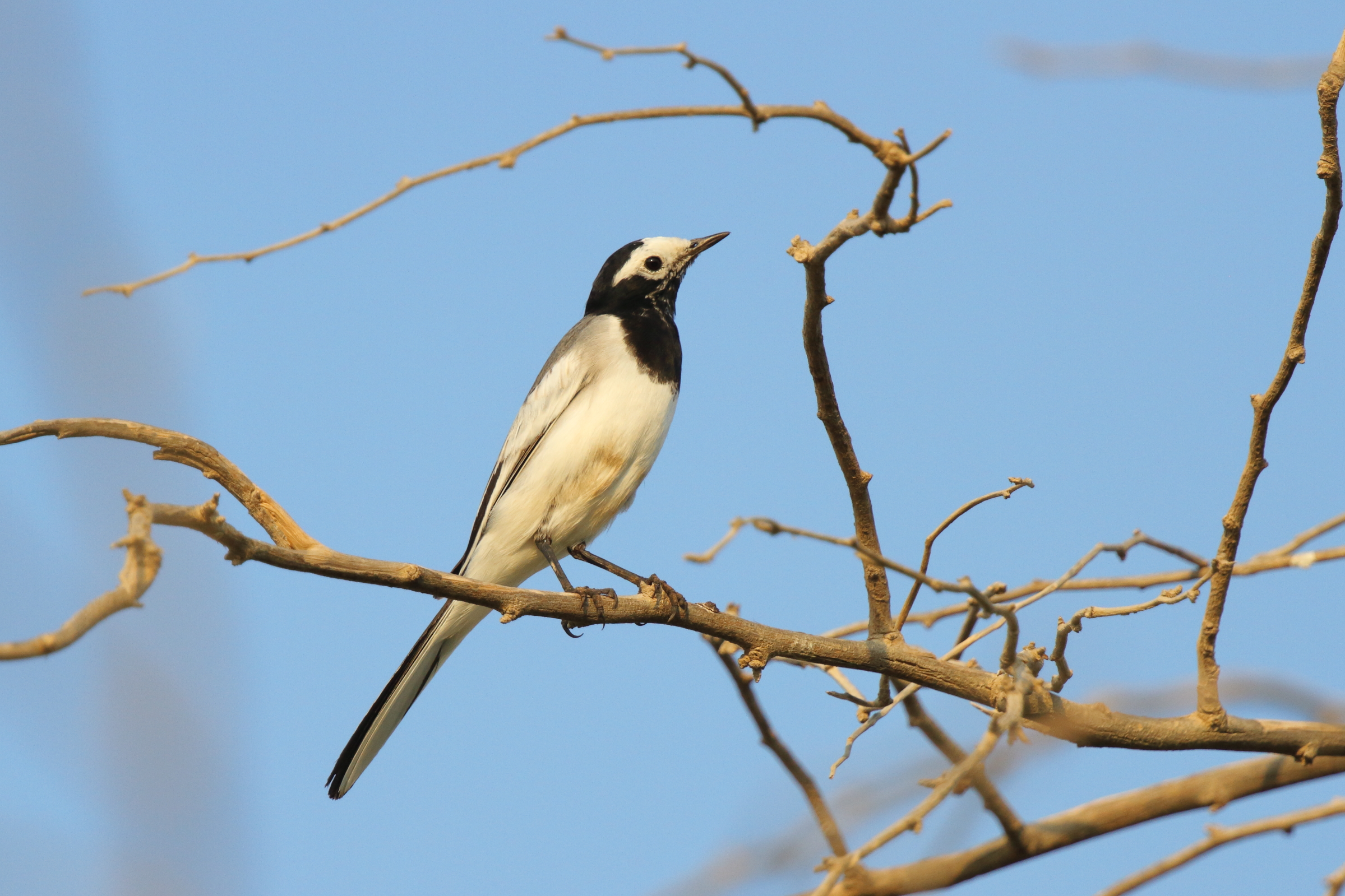 'Masked' Wagtail. Qatar, 26 October 2012 © Neil G. Morris.