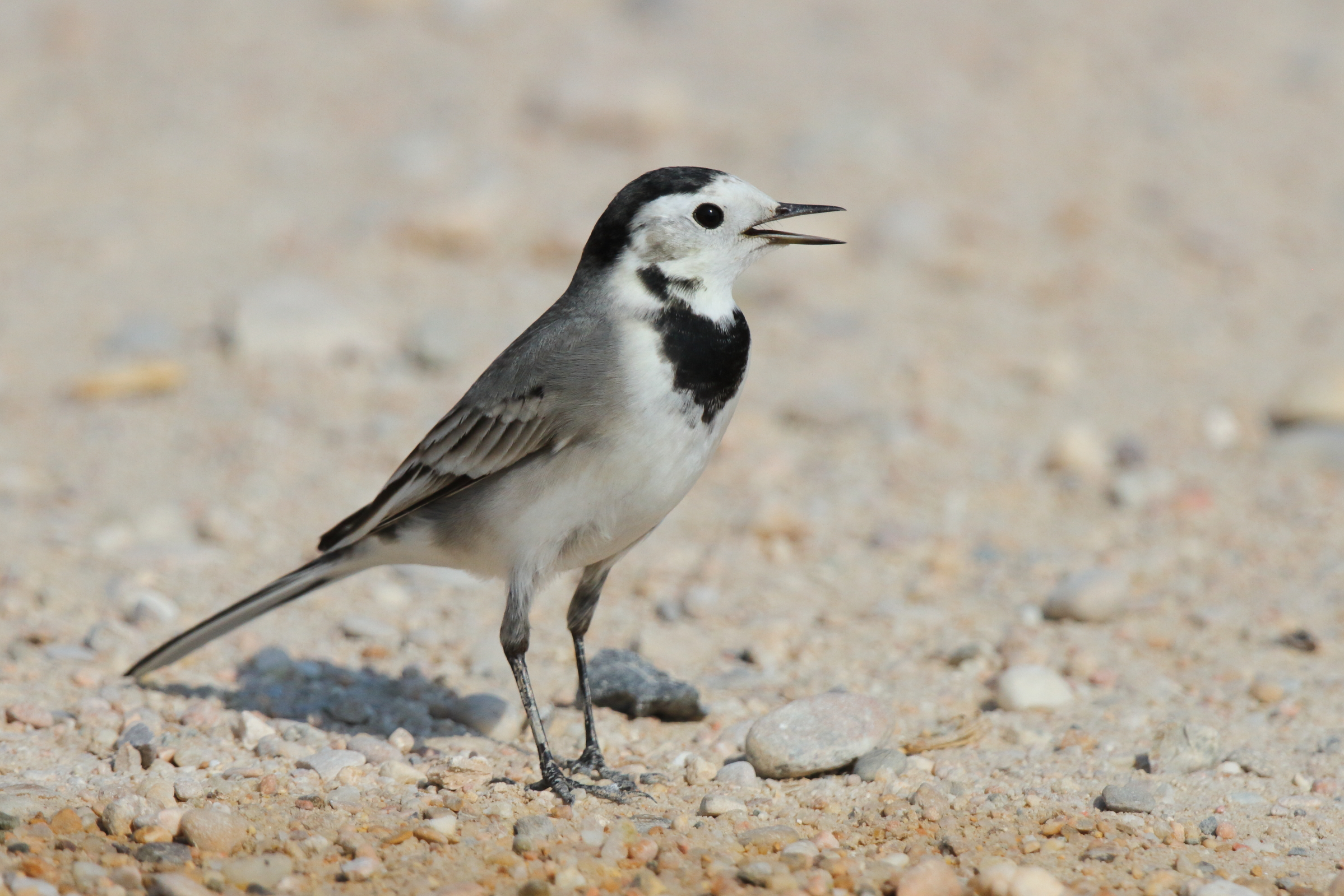 White Wagtail. Qatar, 11 October 2012 © Neil G. Morris.