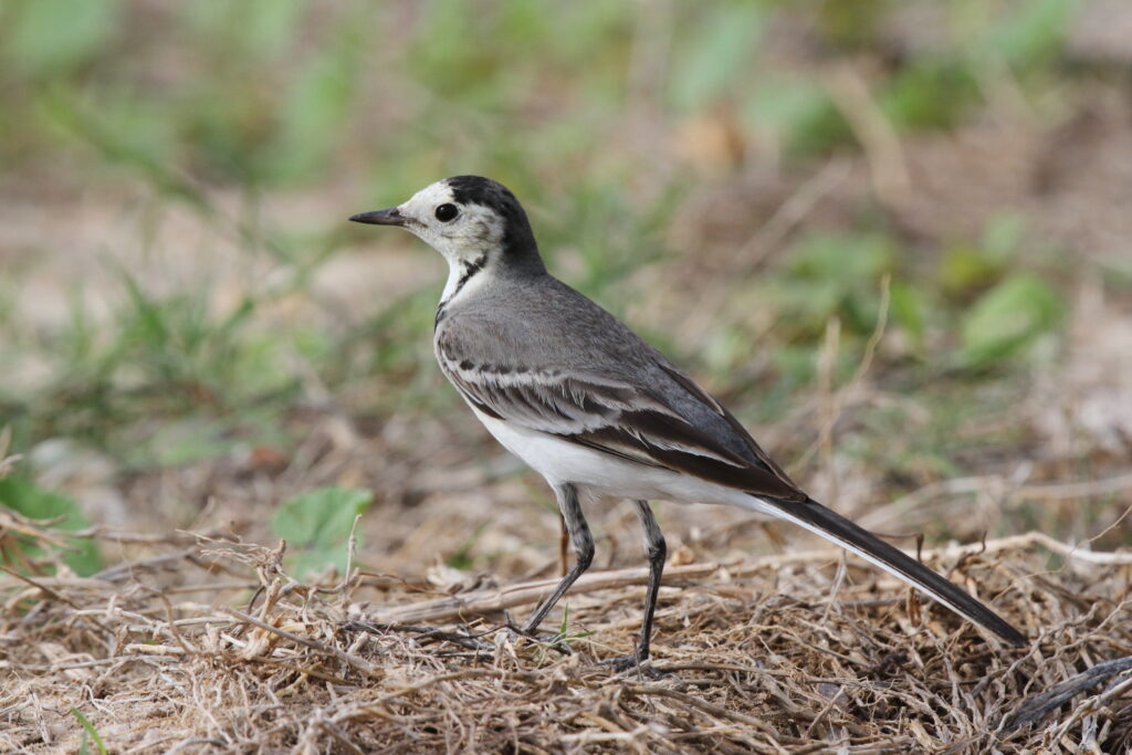 White Wagtail. Qatar, 14 November 2012 © Neil G. Morris.