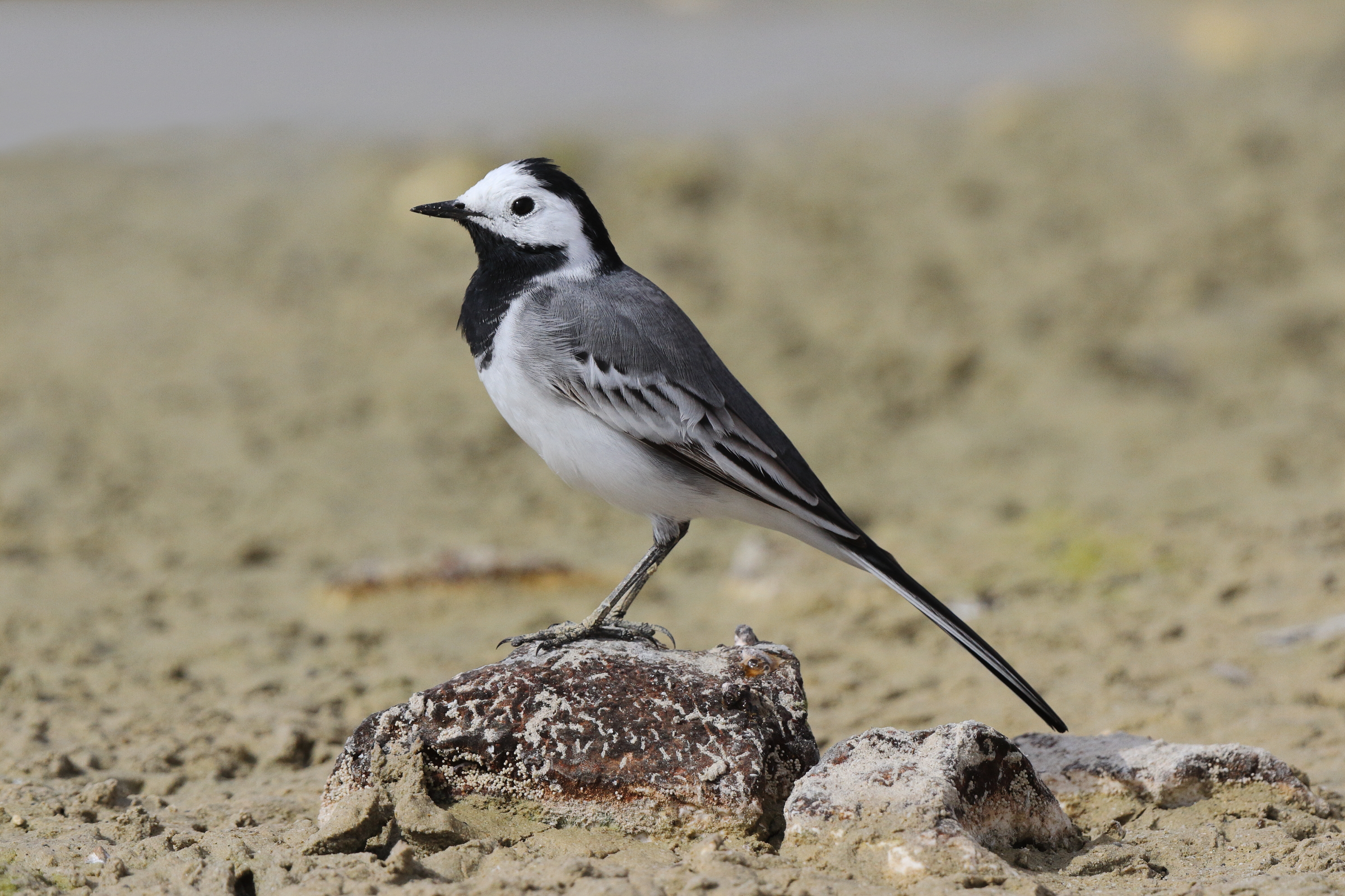 White Wagtail. Qatar, 18 March 2013 © Neil G. Morris.