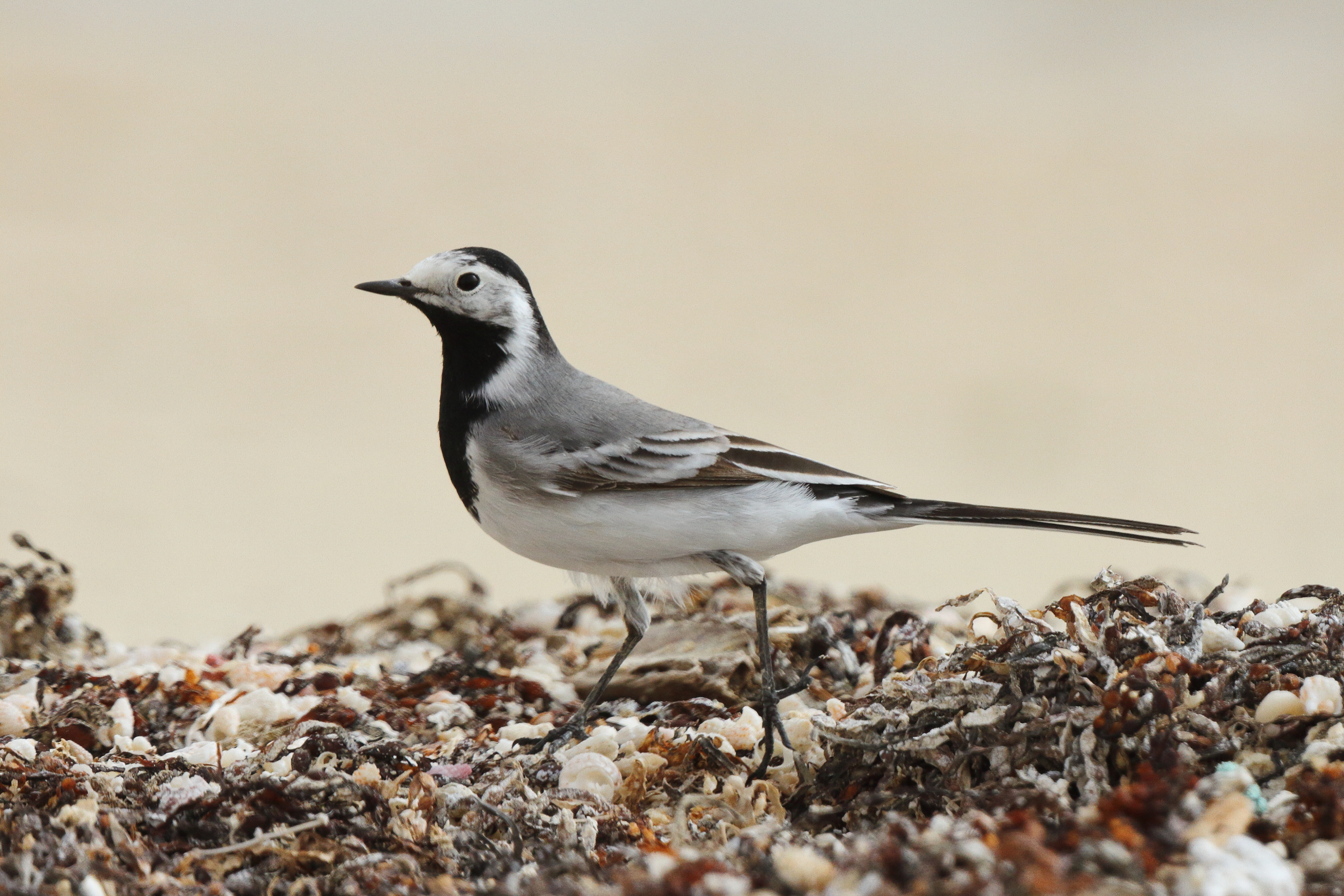 White Wagtail. Qatar, 06 April 2013 © Neil G. Morris.