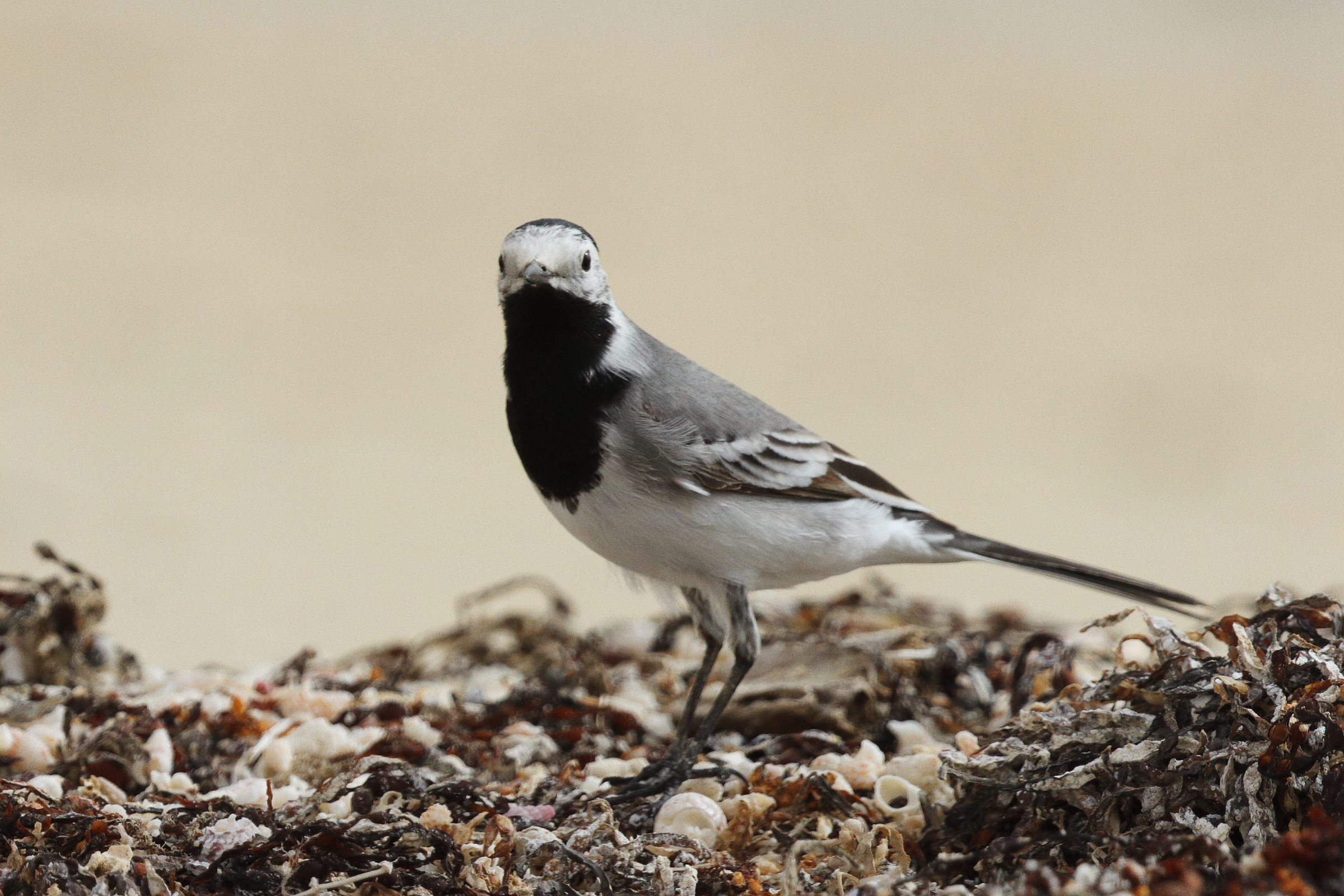 White Wagtail. Qatar, 06 April 2013 © Neil G. Morris.
