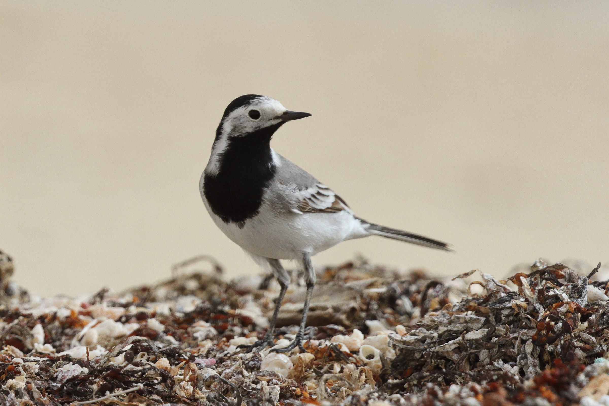 White Wagtail. Qatar, 06 April 2013 © Neil G. Morris.