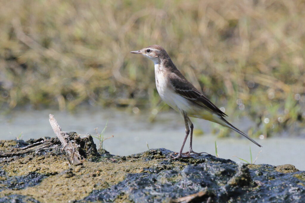 Yellow Wagtail. Qatar, 10 October 2012 © Neil G. Morris.