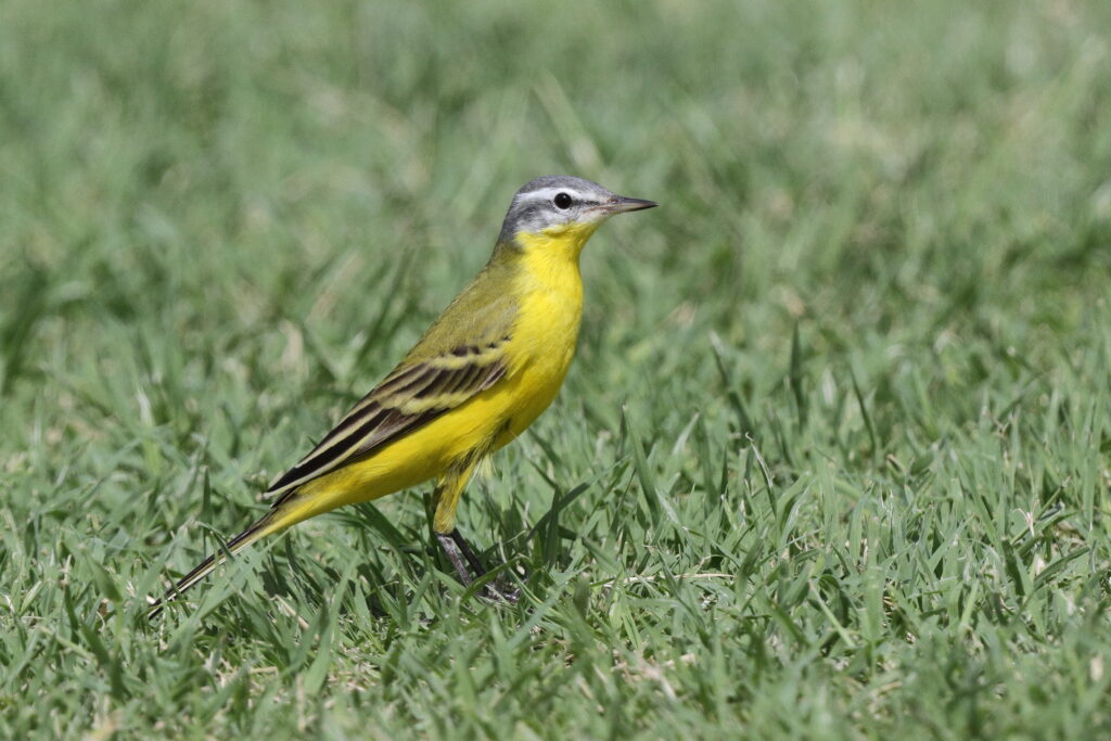 'Sykes's' Yellow Wagtail. Qatar, 02 April 2013 © Neil G. Morris.