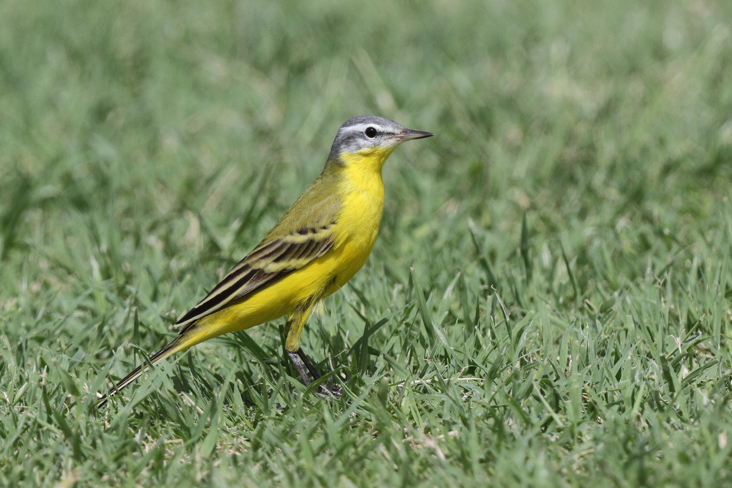 'Sykes's' Yellow Wagtail. Qatar, 02 April 2013 © Neil G. Morris.