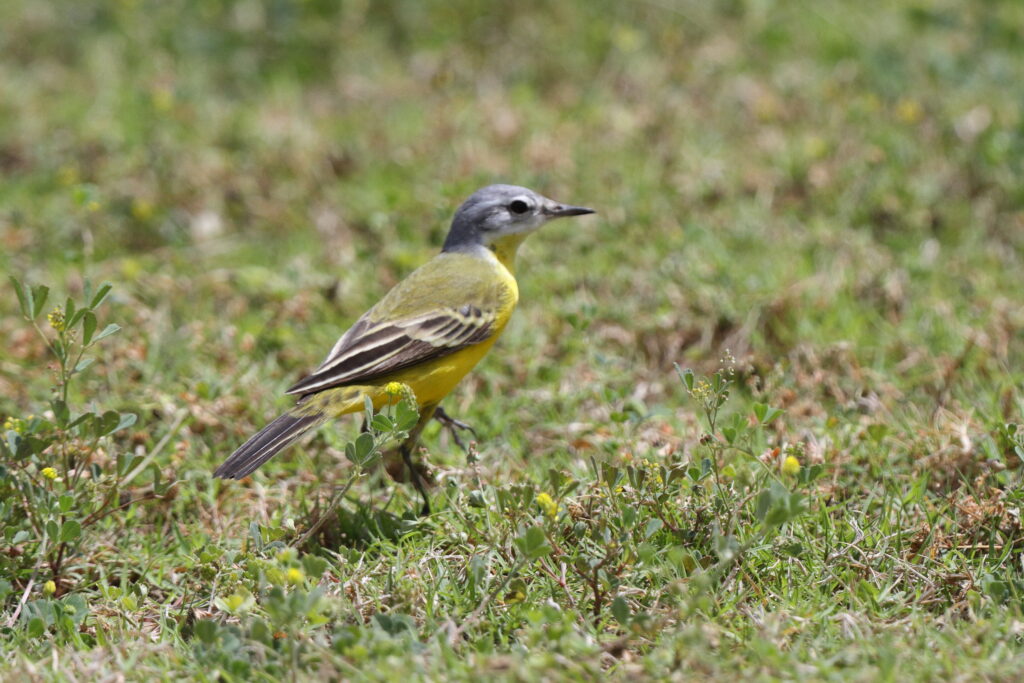 'Sykes's' Yellow Wagtail. Qatar, 06 April 2013 © Neil G. Morris.
