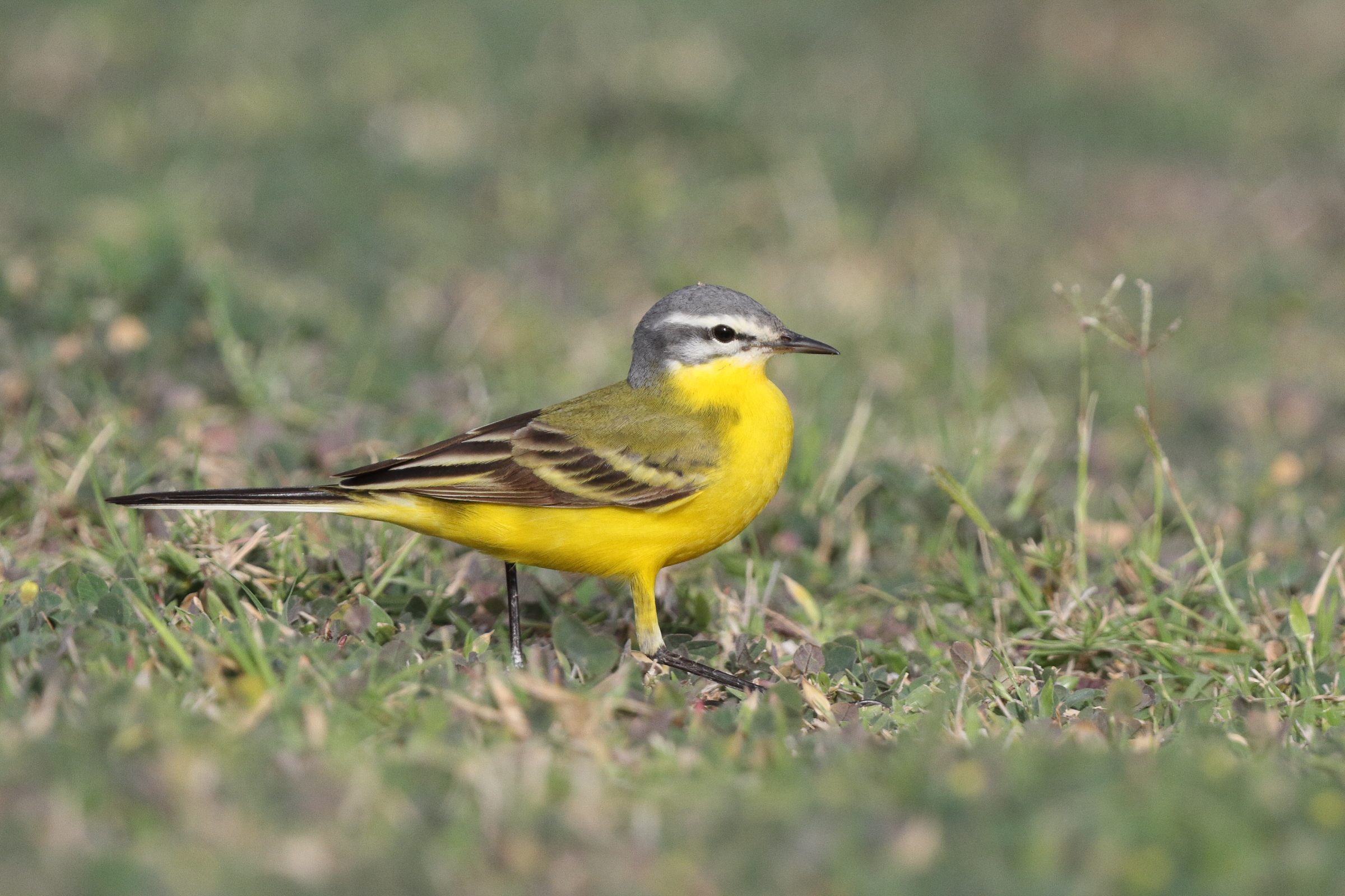 'Sykes's' Yellow Wagtail. Qatar, 06 April 2013 © Neil G. Morris.