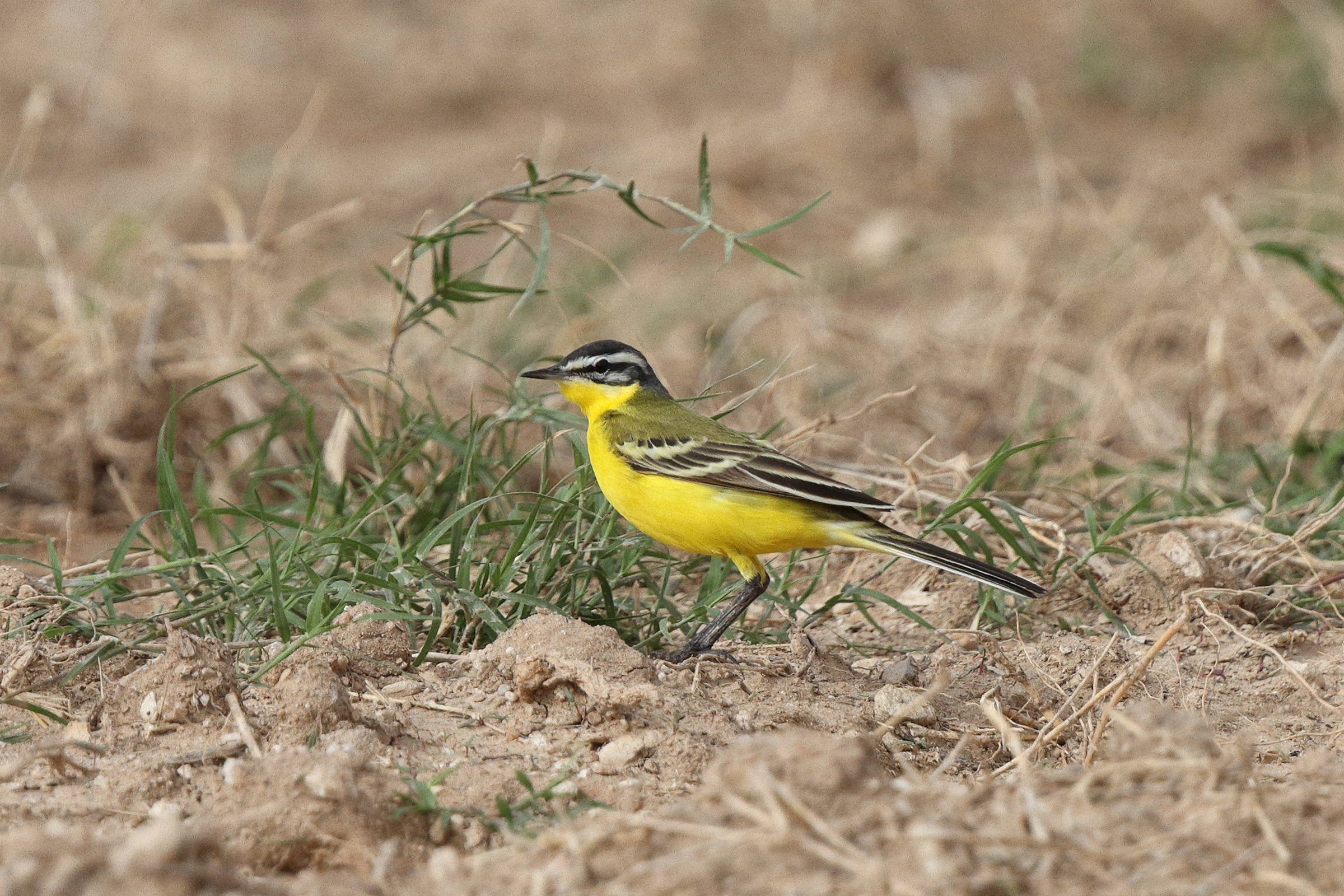 Putative 'Sykes's' Yellow x Black-headed Wagtail. Qatar, 03 April 2014 © Neil G. Morris.
