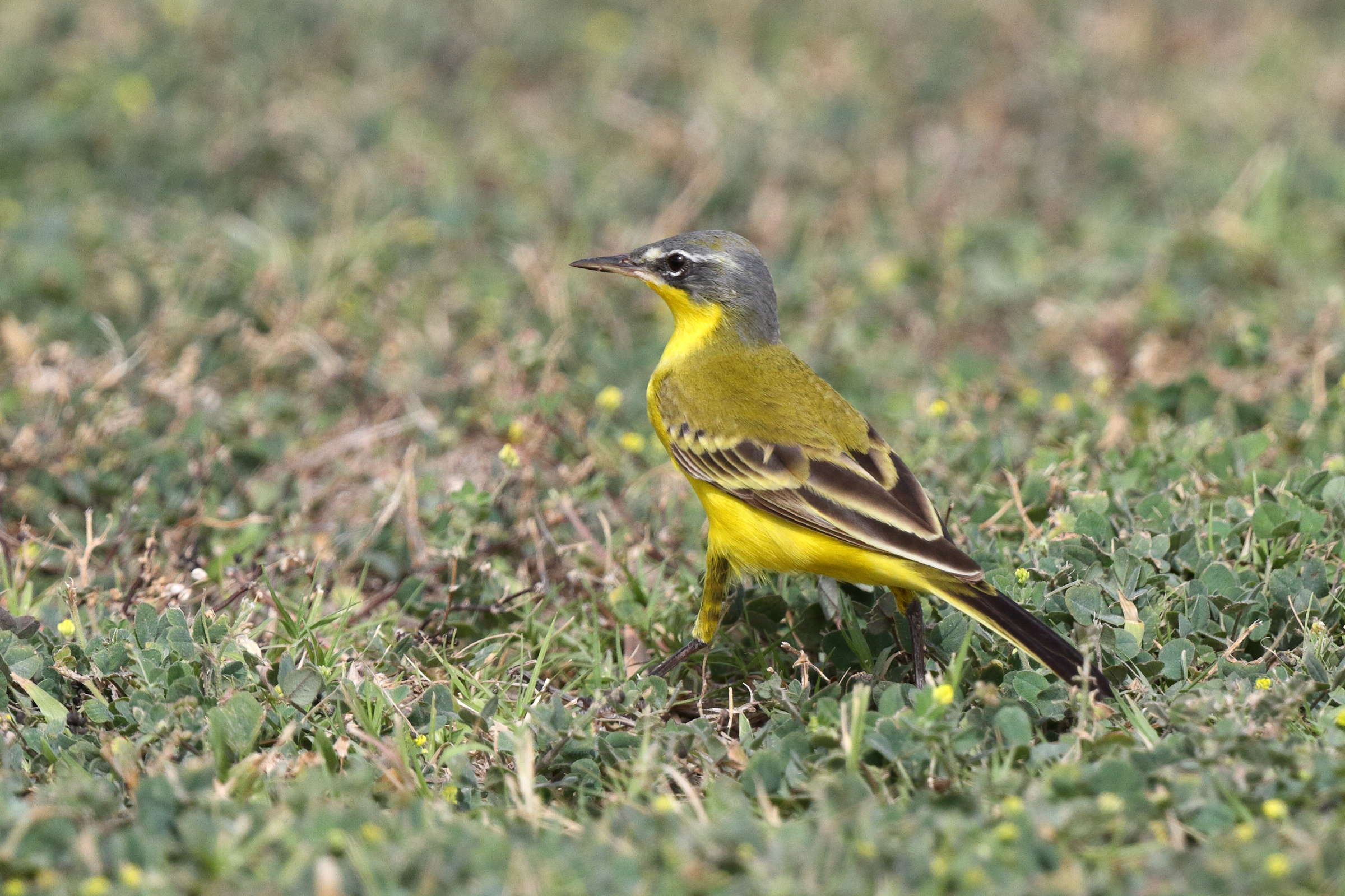 Putative Eastern Yellow Wagtail. Qatar, 06 April 2013 © Neil G. Morris.