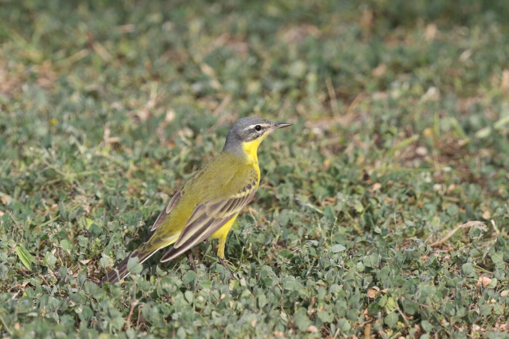 Putative Eastern Yellow Wagtail. Qatar, 06 April 2013 © Neil G. Morris.