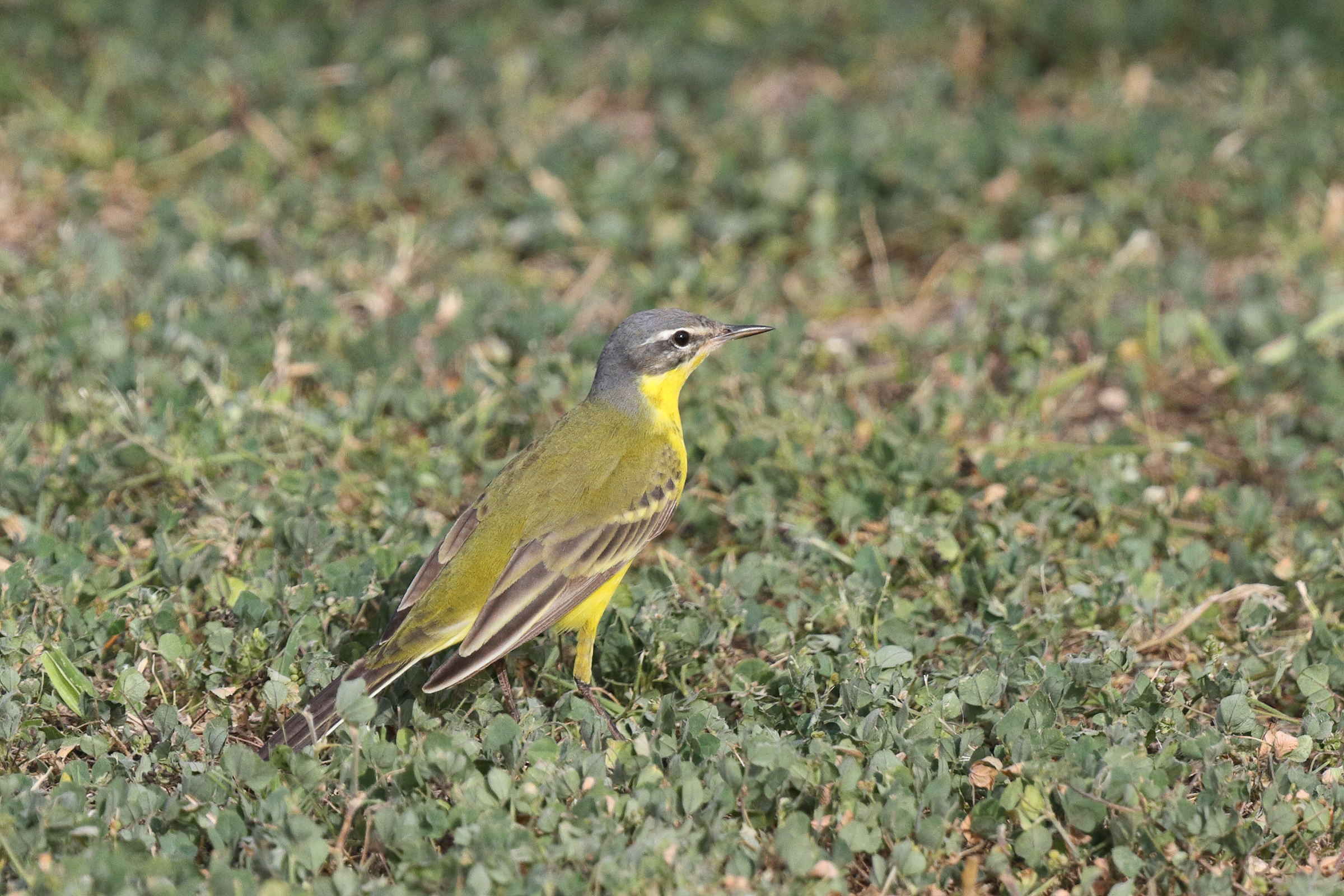 Putative Eastern Yellow Wagtail. Qatar, 06 April 2013 © Neil G. Morris.