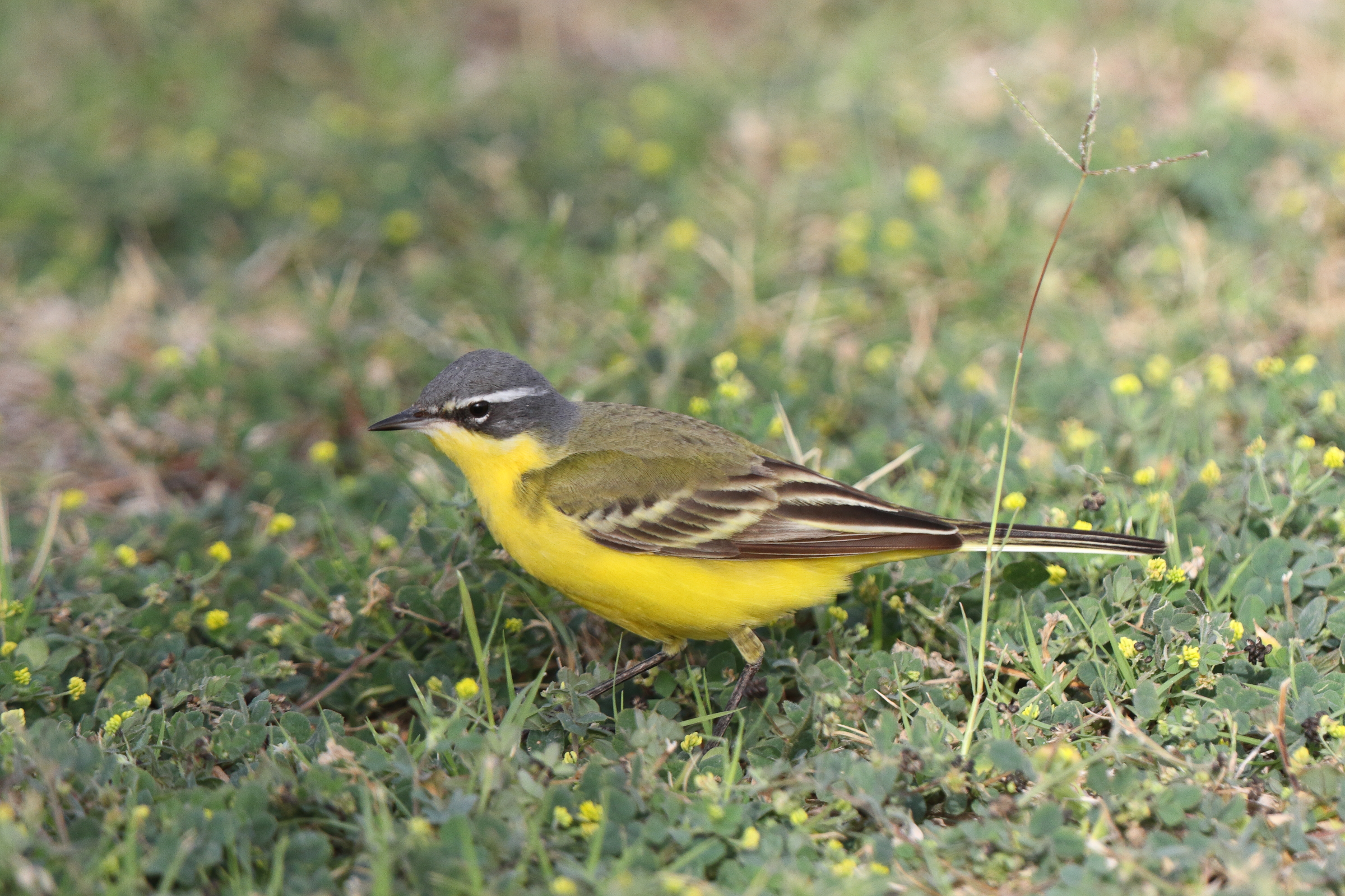 Putative Eastern Yellow Wagtail. Qatar, 06 April 2013 © Neil G. Morris.