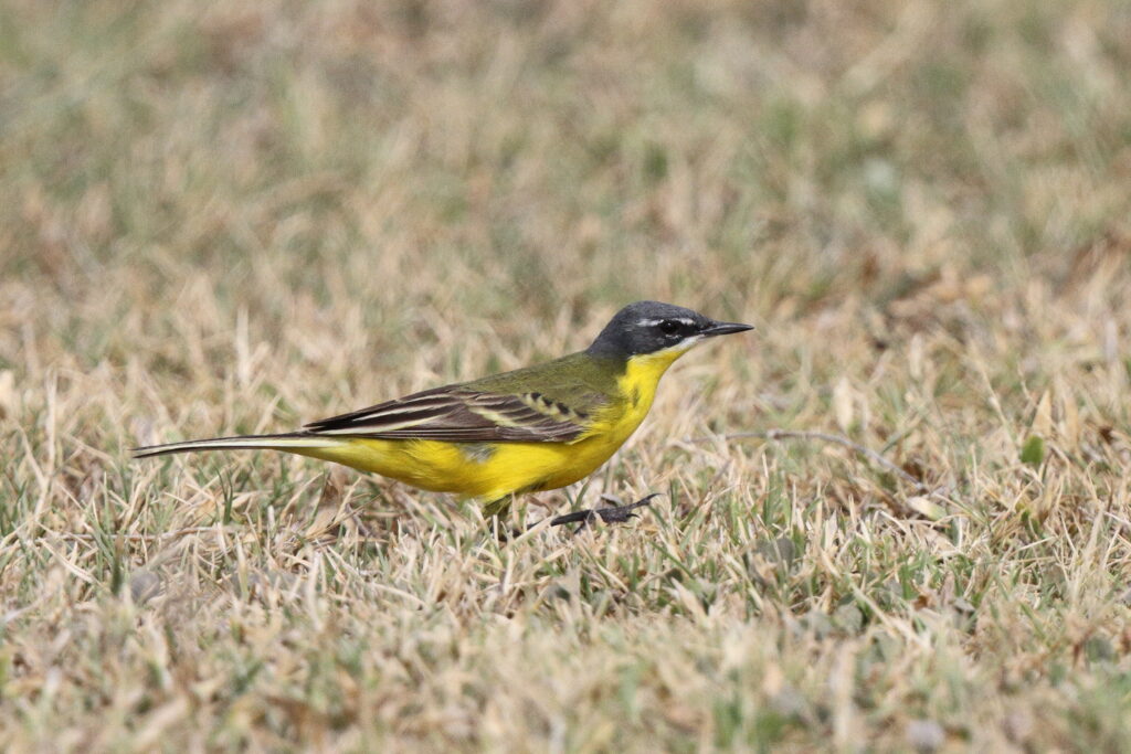 Putative Eastern Yellow Wagtail. Qatar, 11 April 2013 © Neil G. Morris.