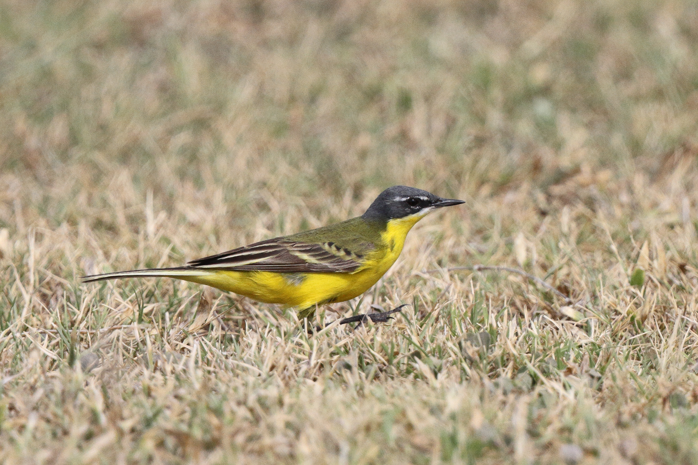 Putative Eastern Yellow Wagtail. Qatar, 11 April 2013 © Neil G. Morris.