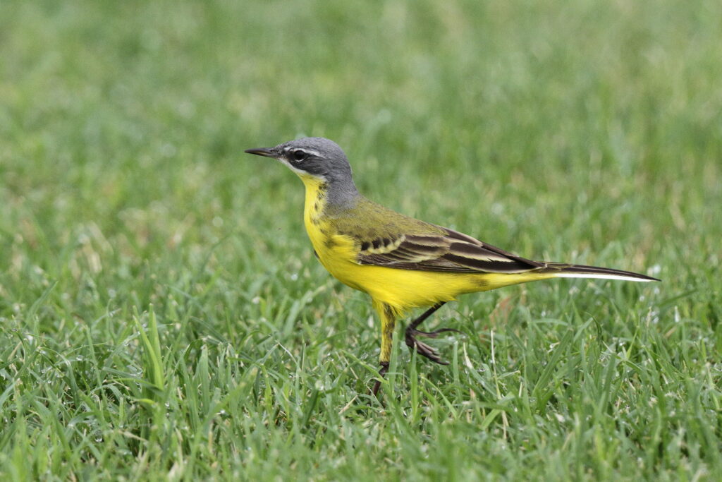 Putative Eastern Yellow Wagtail. Qatar, 14 April 2013 © Neil G. Morris.