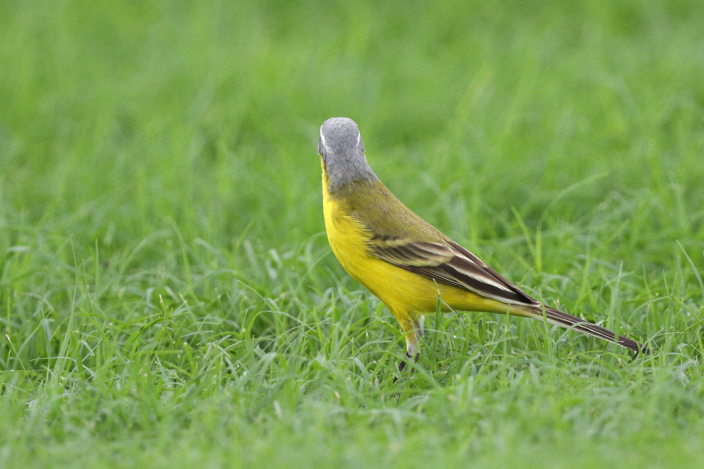 'Blue-headed' Yellow Wagtail. Qatar, 14 April 2013 © Neil G. Morris.