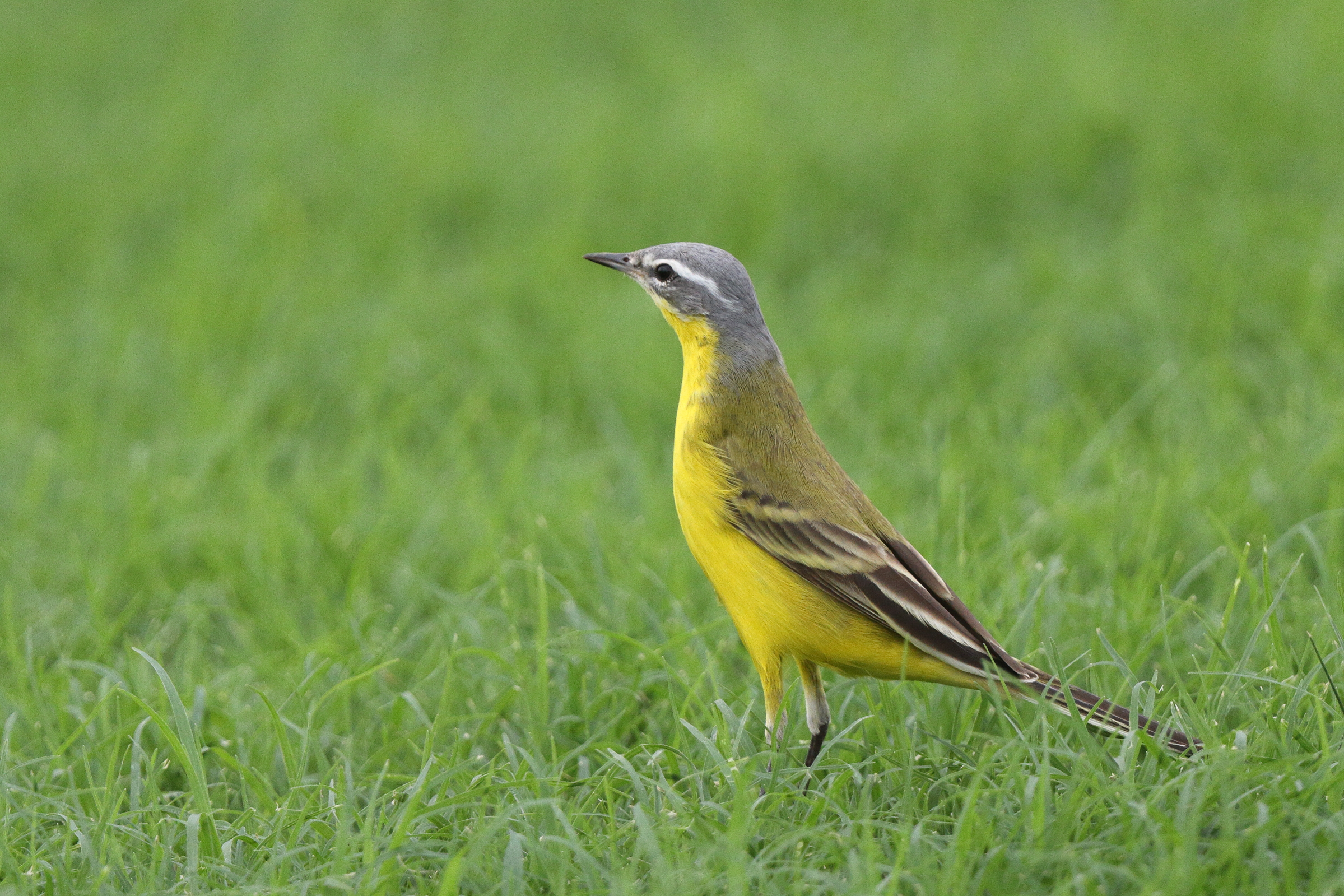 'Blue-headed' Yellow Wagtail. Qatar, 14 April 2013 © Neil G. Morris.