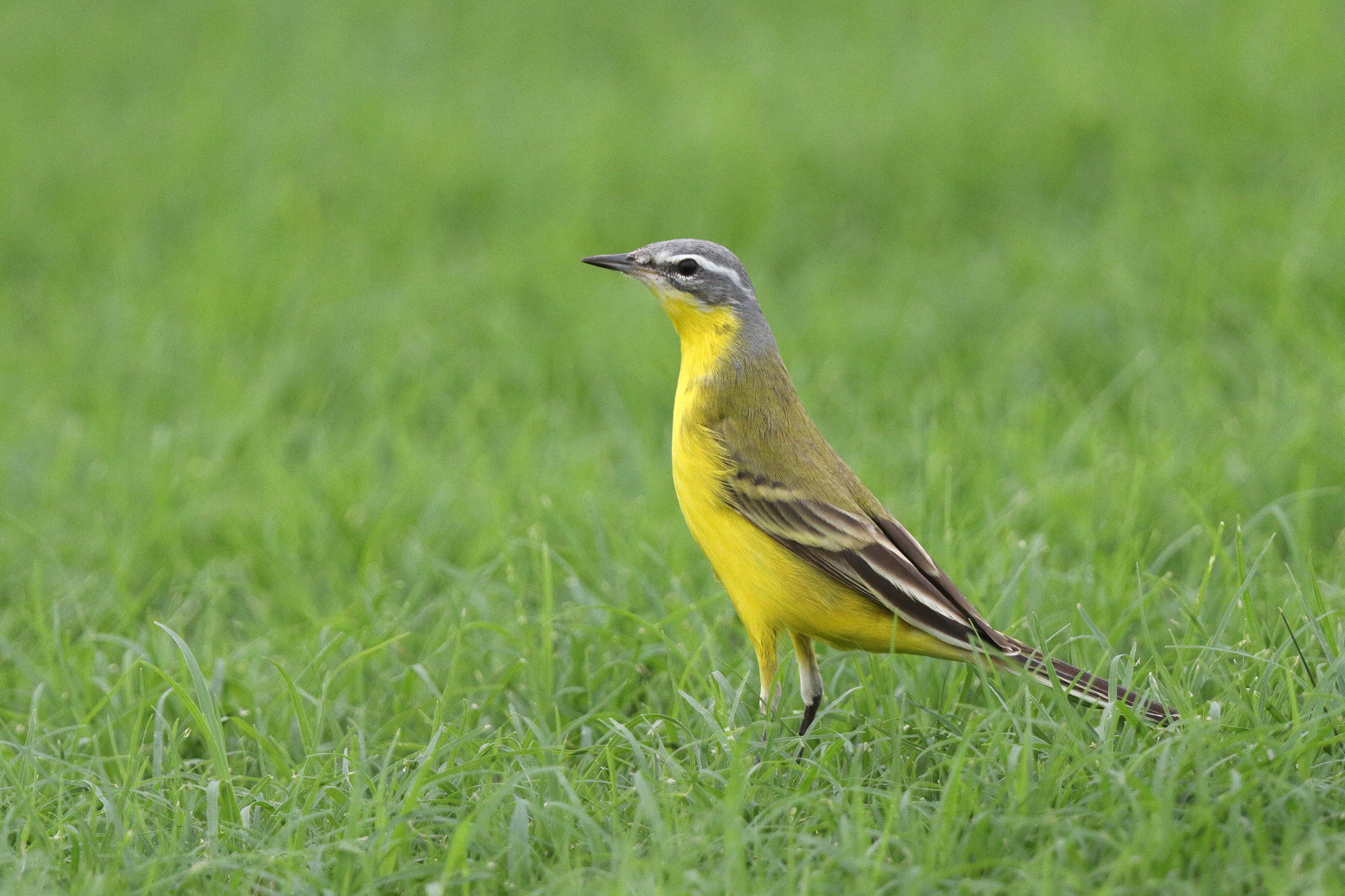 'Blue-headed' Yellow Wagtail. Qatar, 14 April 2013 © Neil G. Morris.
