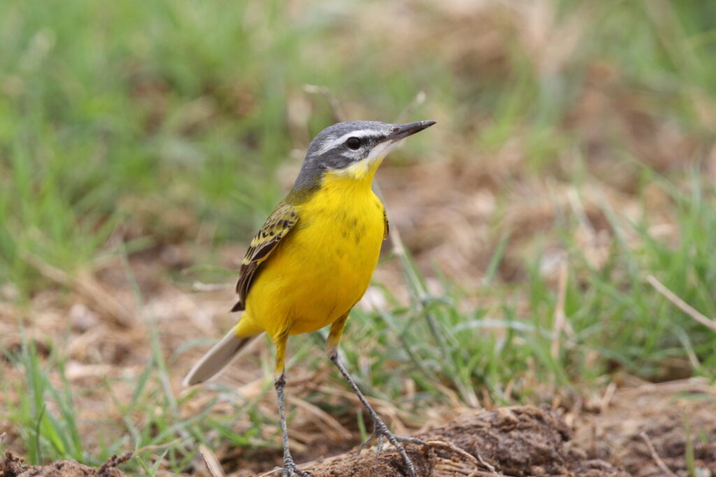 Putative Eastern Yellow Wagtail. Qatar, 22 March 2014 © Neil G. Morris.