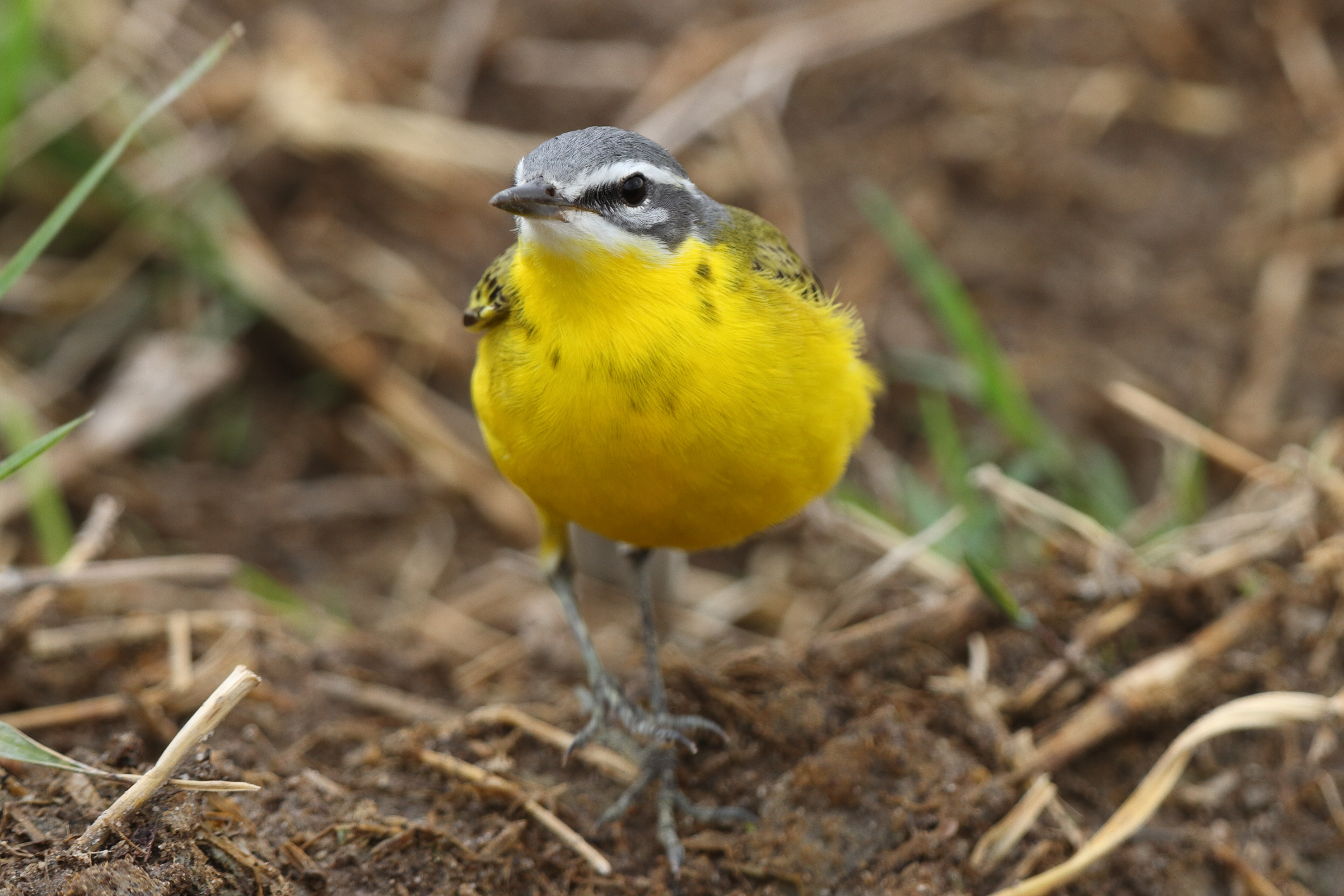 Putative Eastern Yellow Wagtail. Qatar, 22 March 2014 © Neil G. Morris.