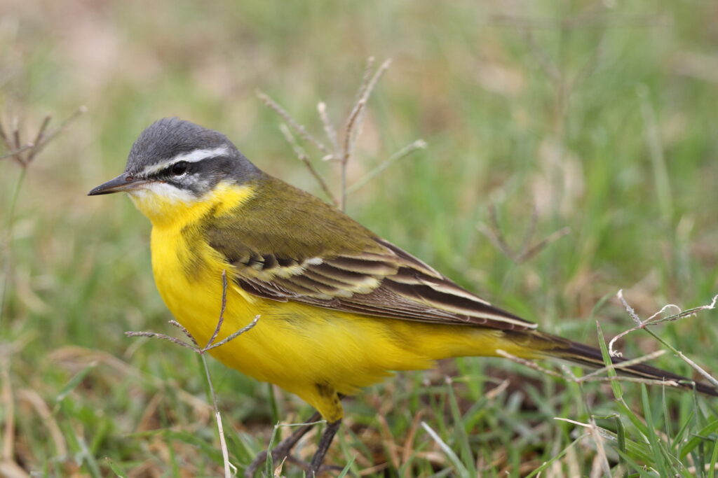Putative Eastern Yellow Wagtail. Qatar, 22 March 2014 © Neil G. Morris.