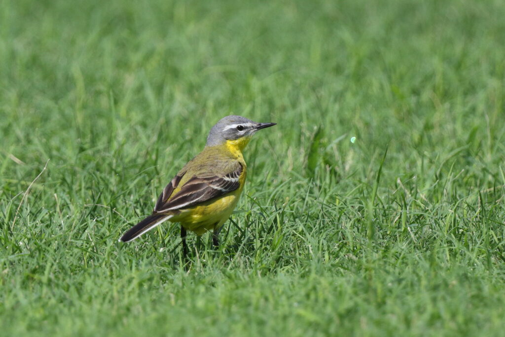 'Blue-headed' Yellow Wagtail. Qatar, 18 May 2014 © Neil G. Morris.