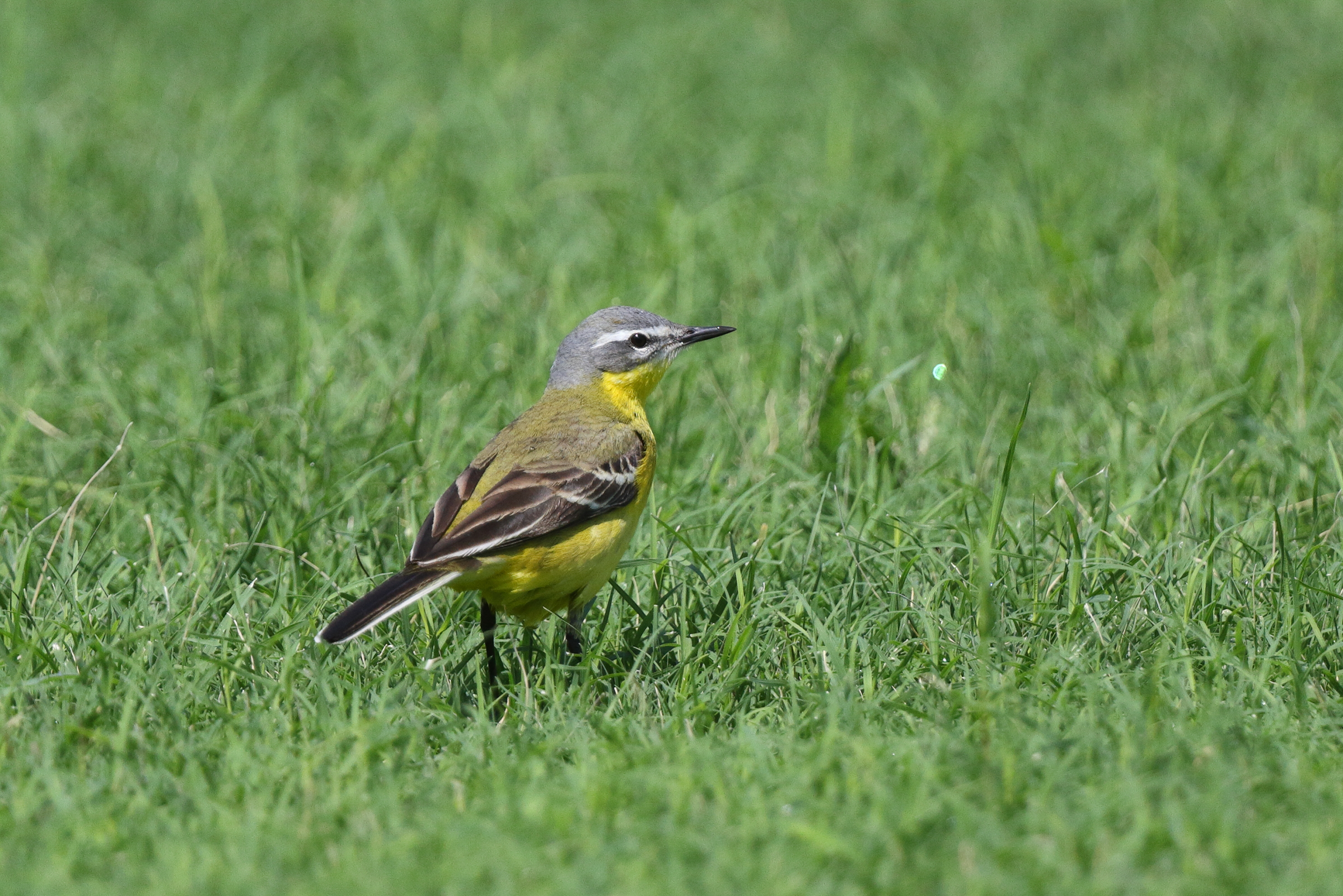 'Blue-headed' Yellow Wagtail. Qatar, 18 May 2014 © Neil G. Morris.