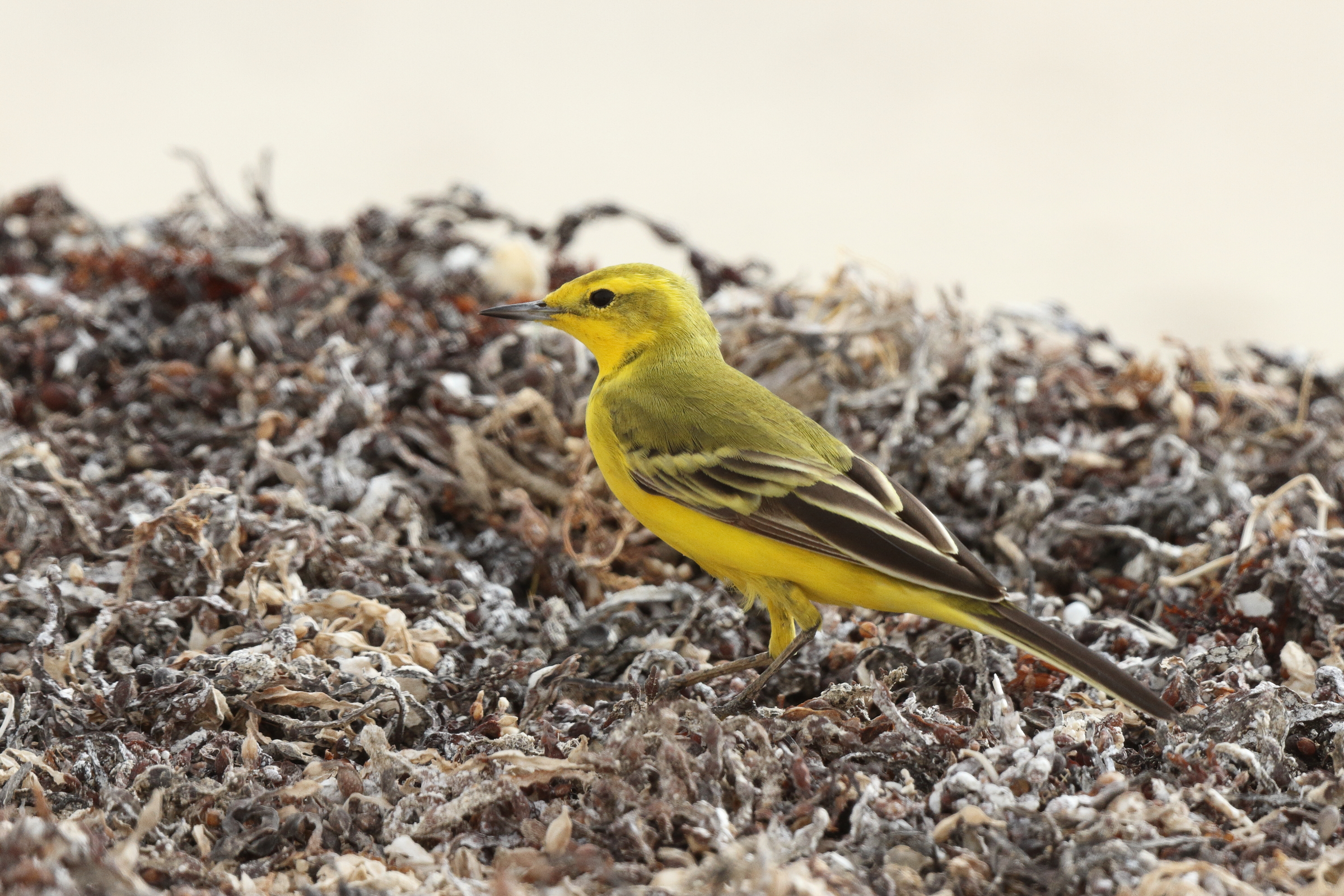 'Yellow-headed' Yellow Wagtail. Qatar, 06 April 2013 © Neil G. Morris.