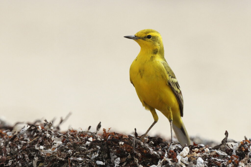 'Yellow-headed' Yellow Wagtail. Qatar, 06 April 2013 © Neil G. Morris.