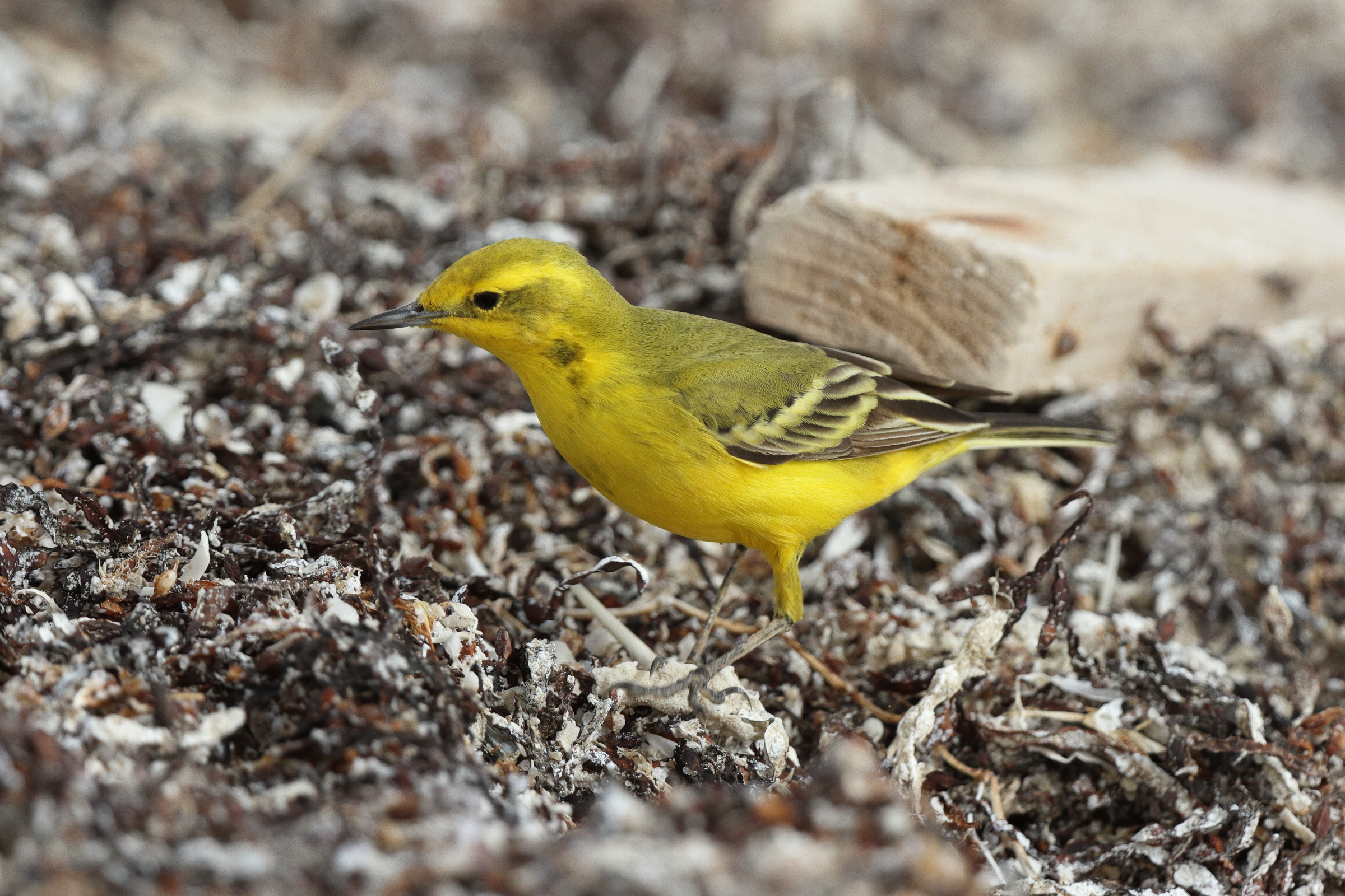 'Yellow-headed' Yellow Wagtail. Qatar, 06 April 2013 © Neil G. Morris.