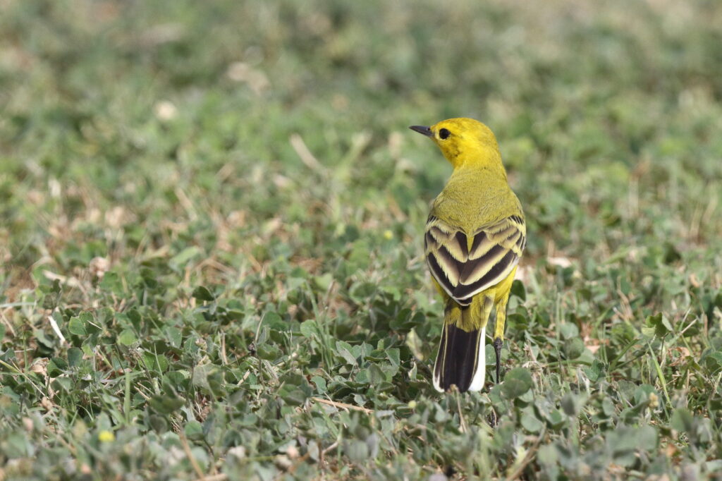 'Yellow-headed' Yellow Wagtail. Qatar, 06 April 2013 © Neil G. Morris.