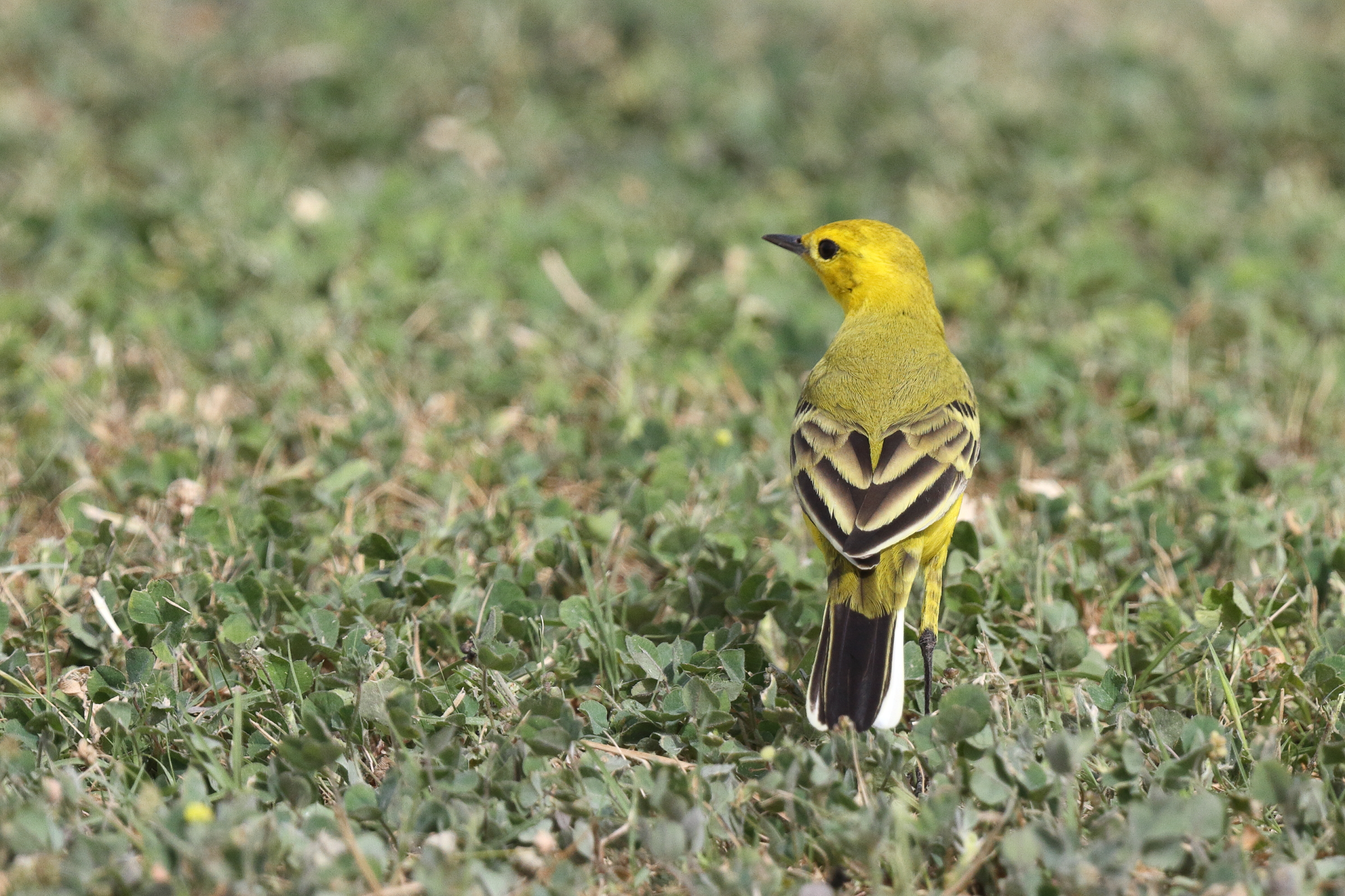 'Yellow-headed' Yellow Wagtail. Qatar, 06 April 2013 © Neil G. Morris.