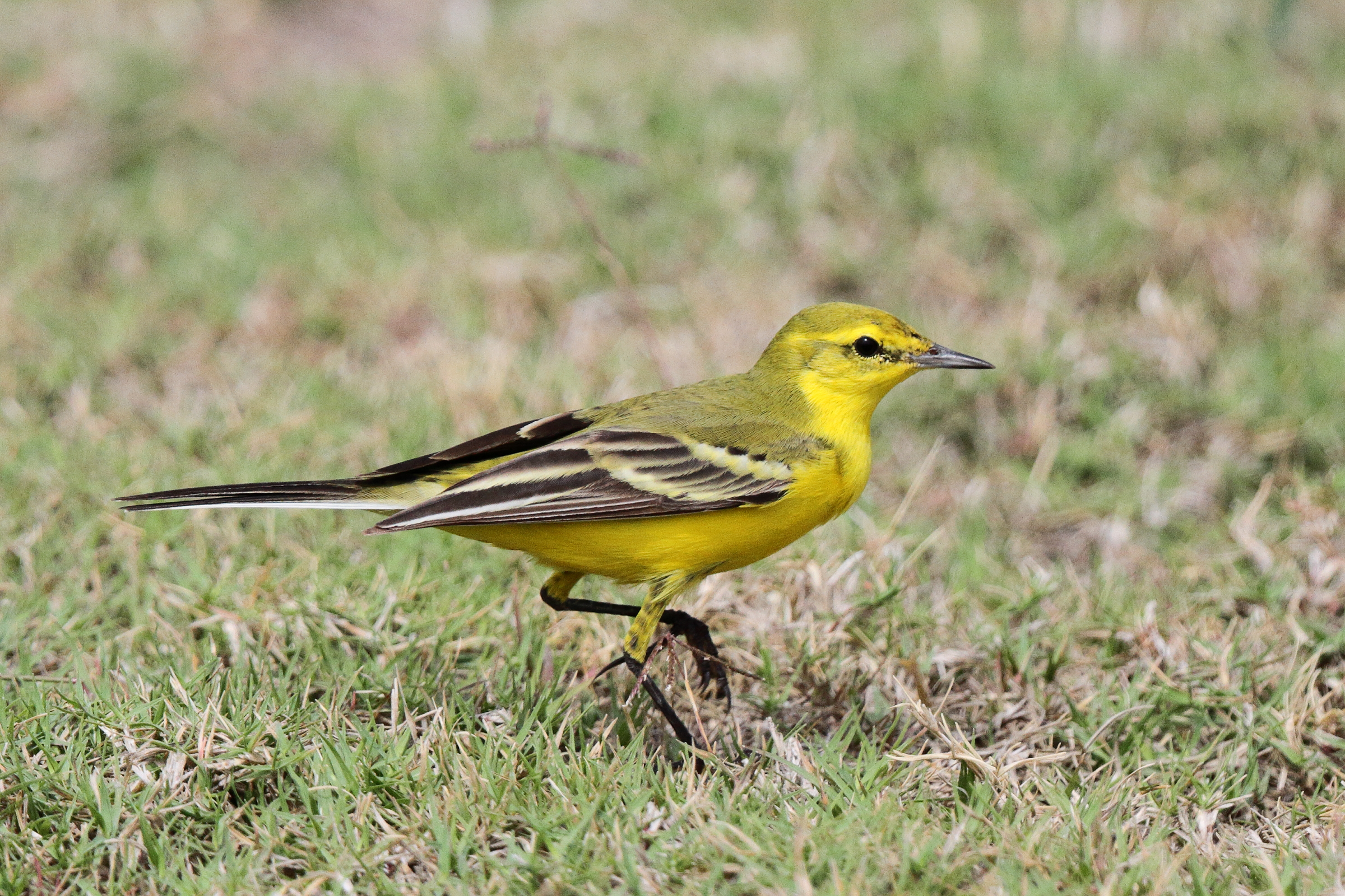'Yellow-headed' Yellow Wagtail. Qatar, 11 April 2013 © Neil G. Morris.