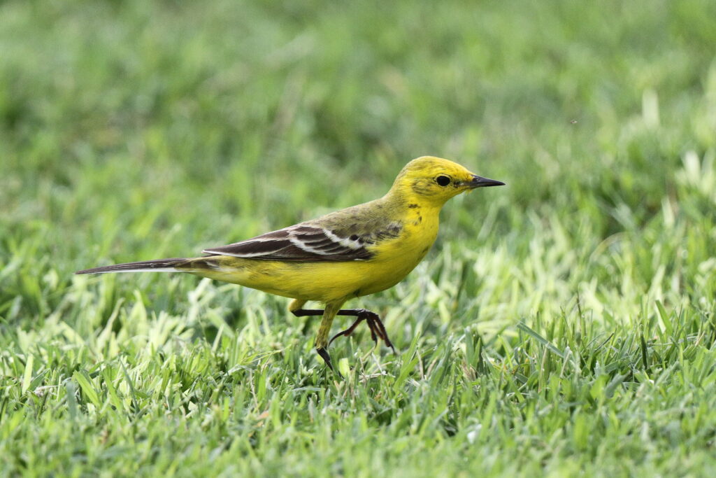 'Yellow-headed' Yellow Wagtail. Qatar, 14 April 2013 © Neil G. Morris.