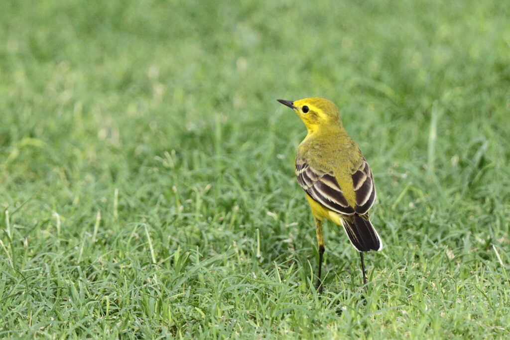'Yellow-headed' Yellow Wagtail. Qatar, 14 April 2013 © Neil G. Morris.