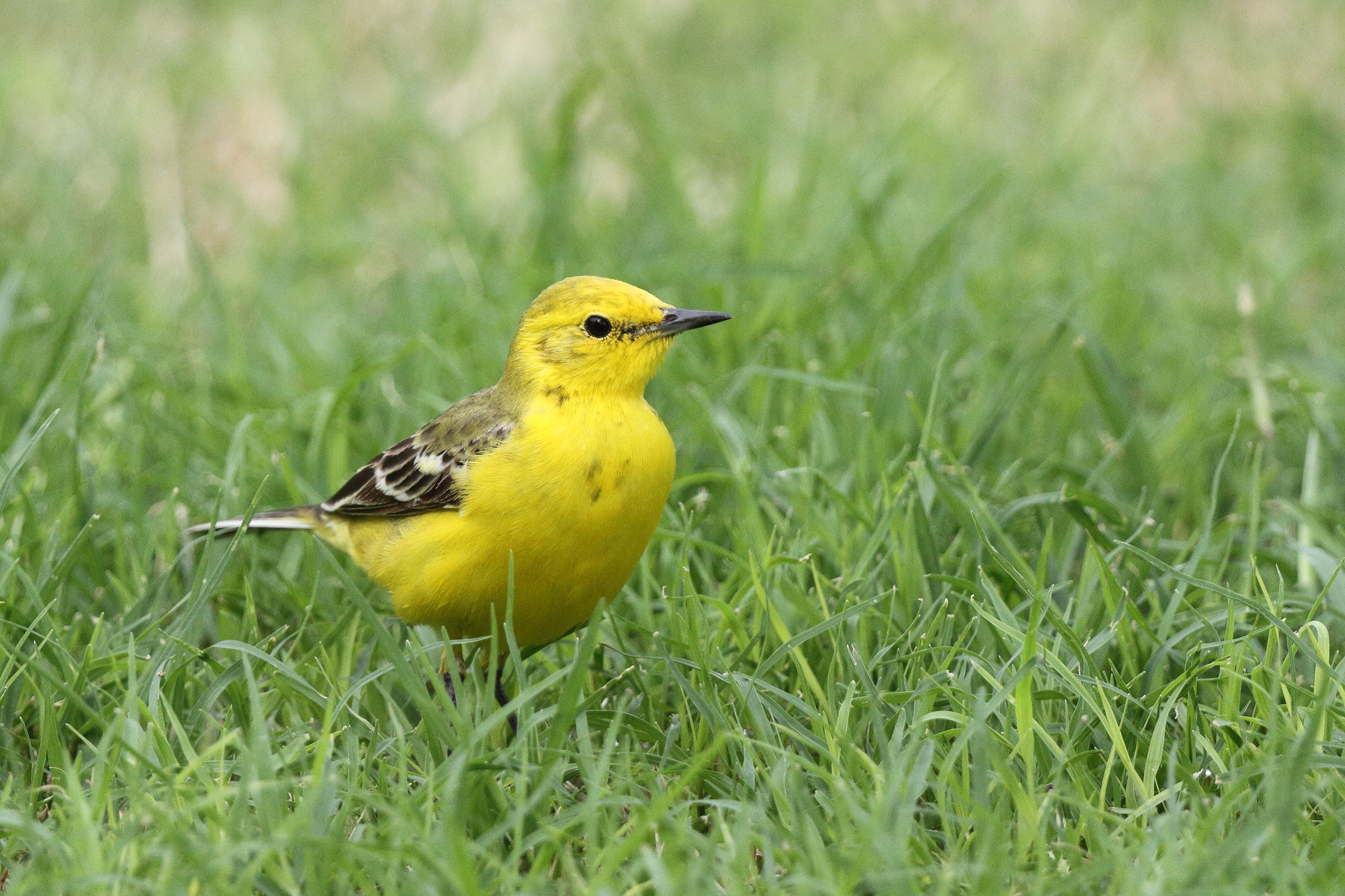 'Yellow-headed' Yellow Wagtail. Qatar, 14 April 2013 © Neil G. Morris.