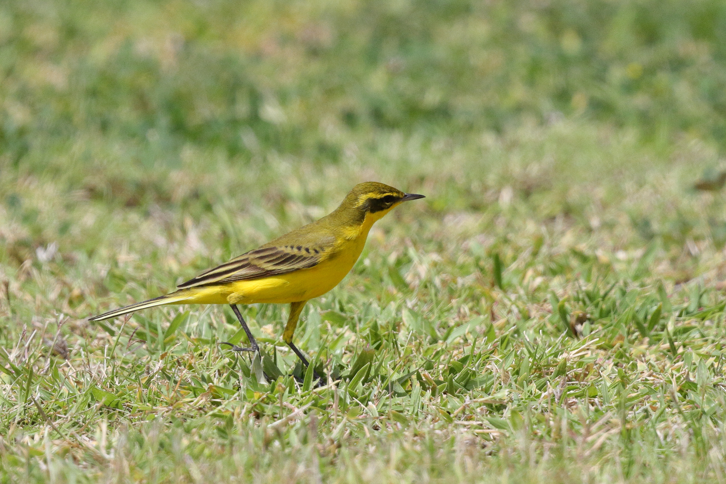 Intergrade Yellow Wagtail. Qatar, 06 April 2013 © Neil G. Morris.