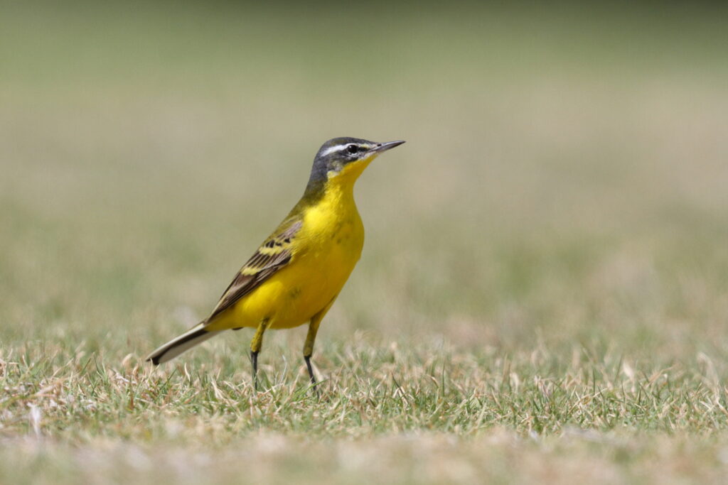 Putative Eastern Yellow Wagtail. Qatar, 06 April 2013 © Neil G. Morris.