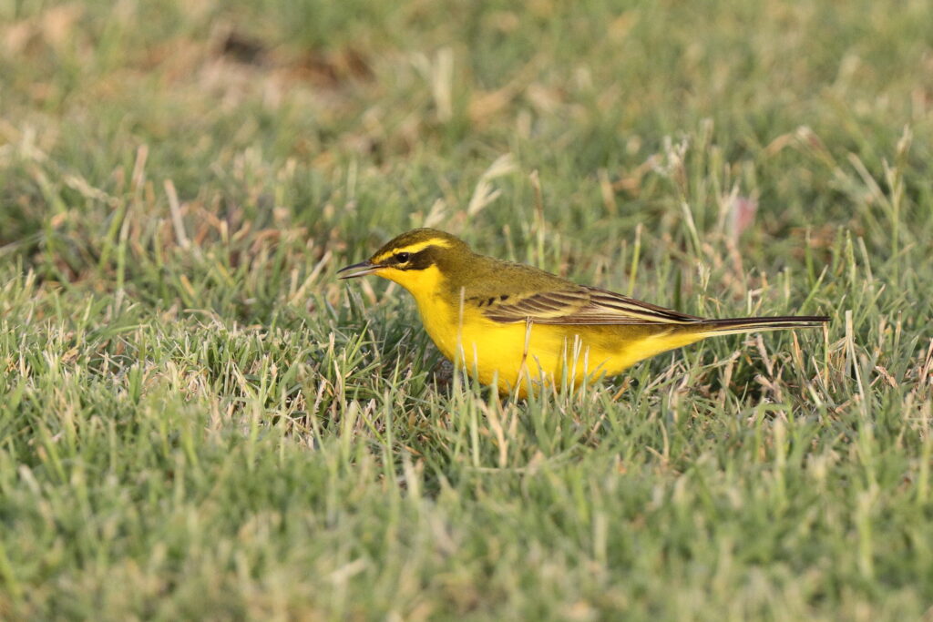 Intergrade Yellow Wagtail. Qatar, 06 April 2013 © Neil G. Morris.