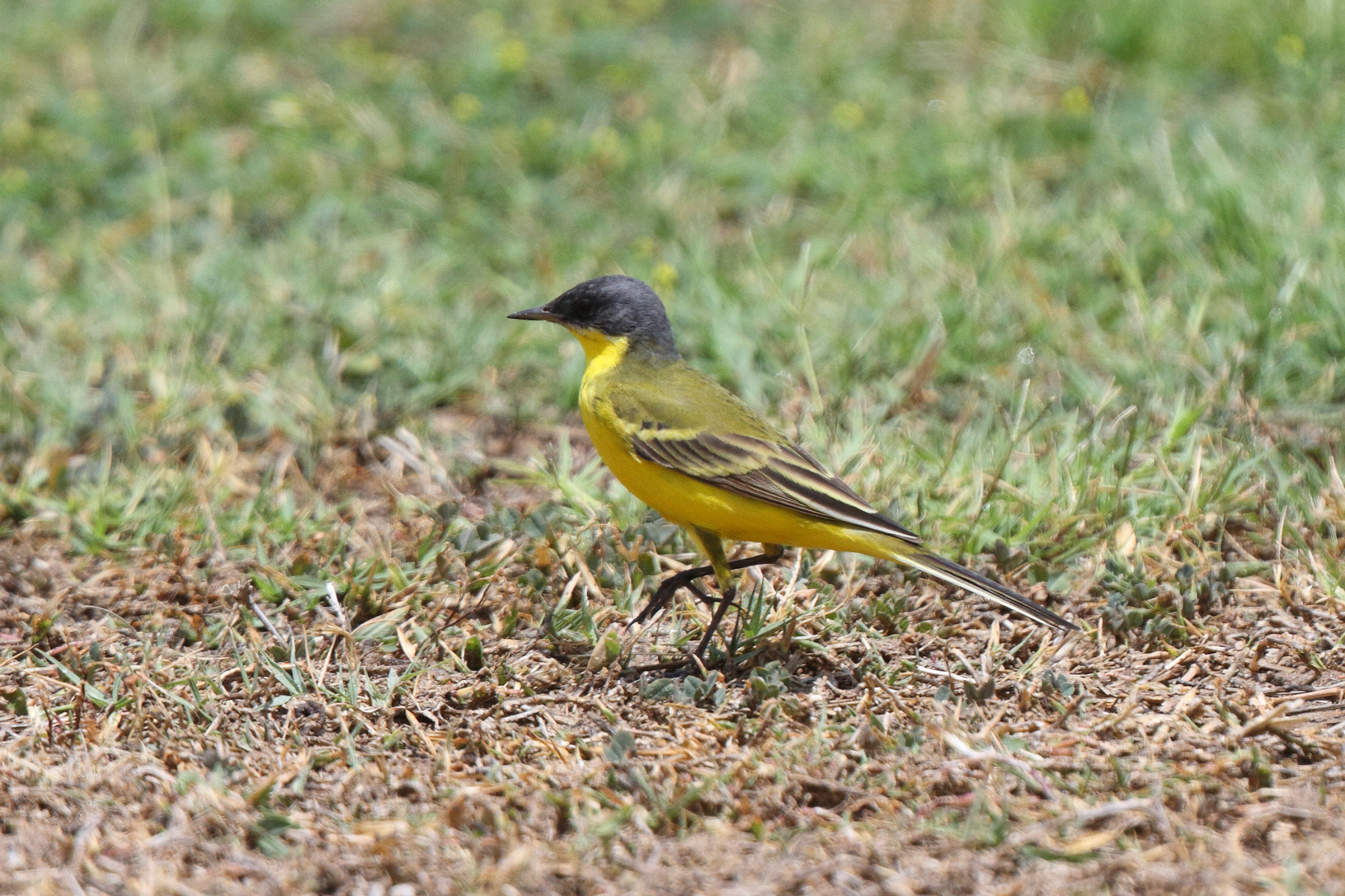 'Grey-headed' Yellow Wagtail. Qatar, 06 April 2013 © Neil G. Morris.