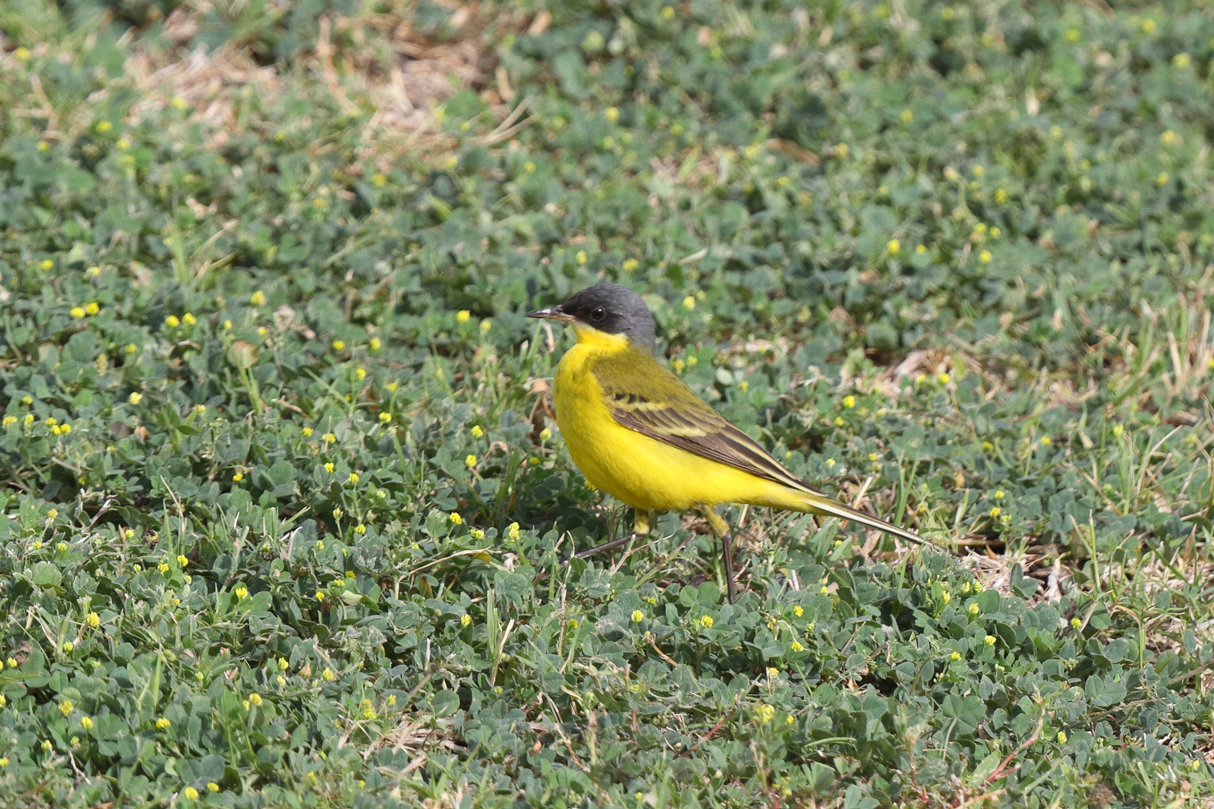 'Grey-headed' Yellow Wagtail. Qatar, 06 April 2013 © Neil G. Morris.