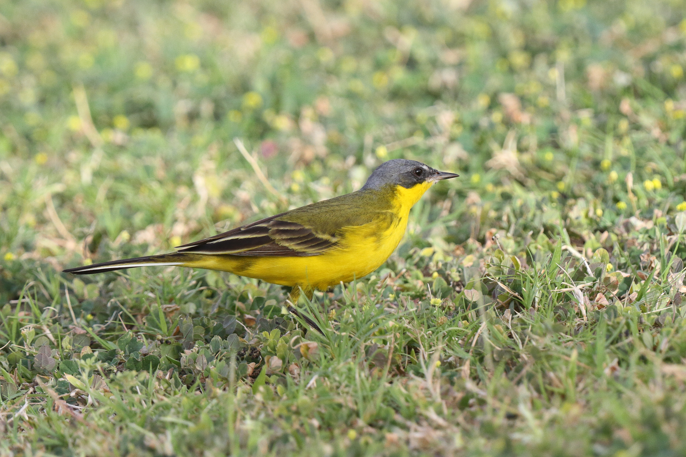 'Grey-headed' Yellow Wagtail. Qatar, 06 April 2013 © Neil G. Morris.