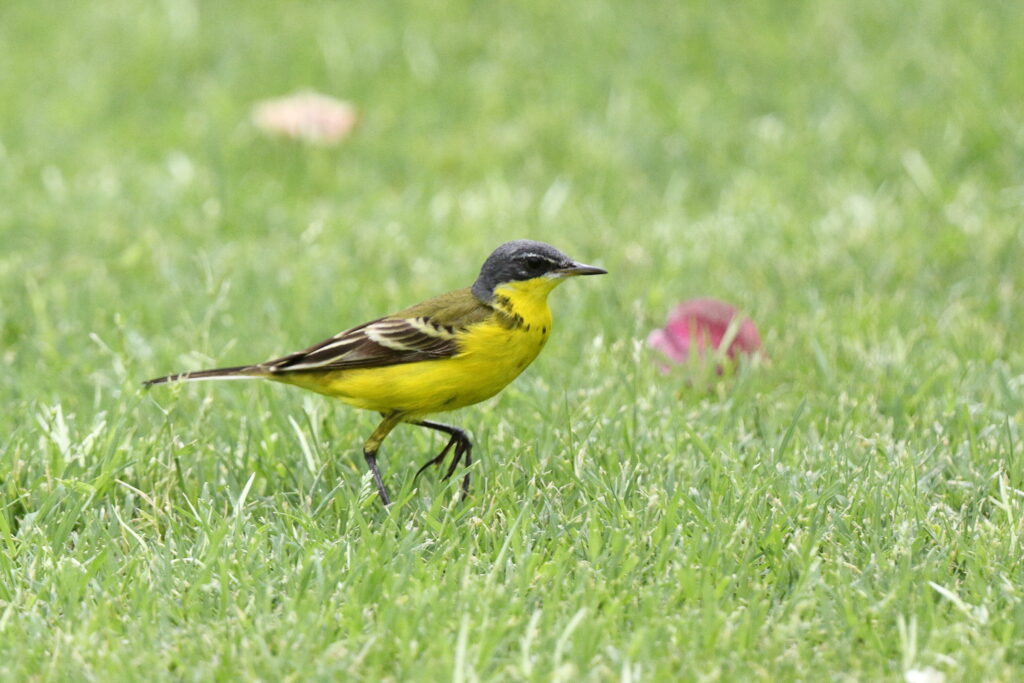 'Grey-headed' Yellow Wagtail. Qatar, 08 May 2013 © Neil G. Morris.