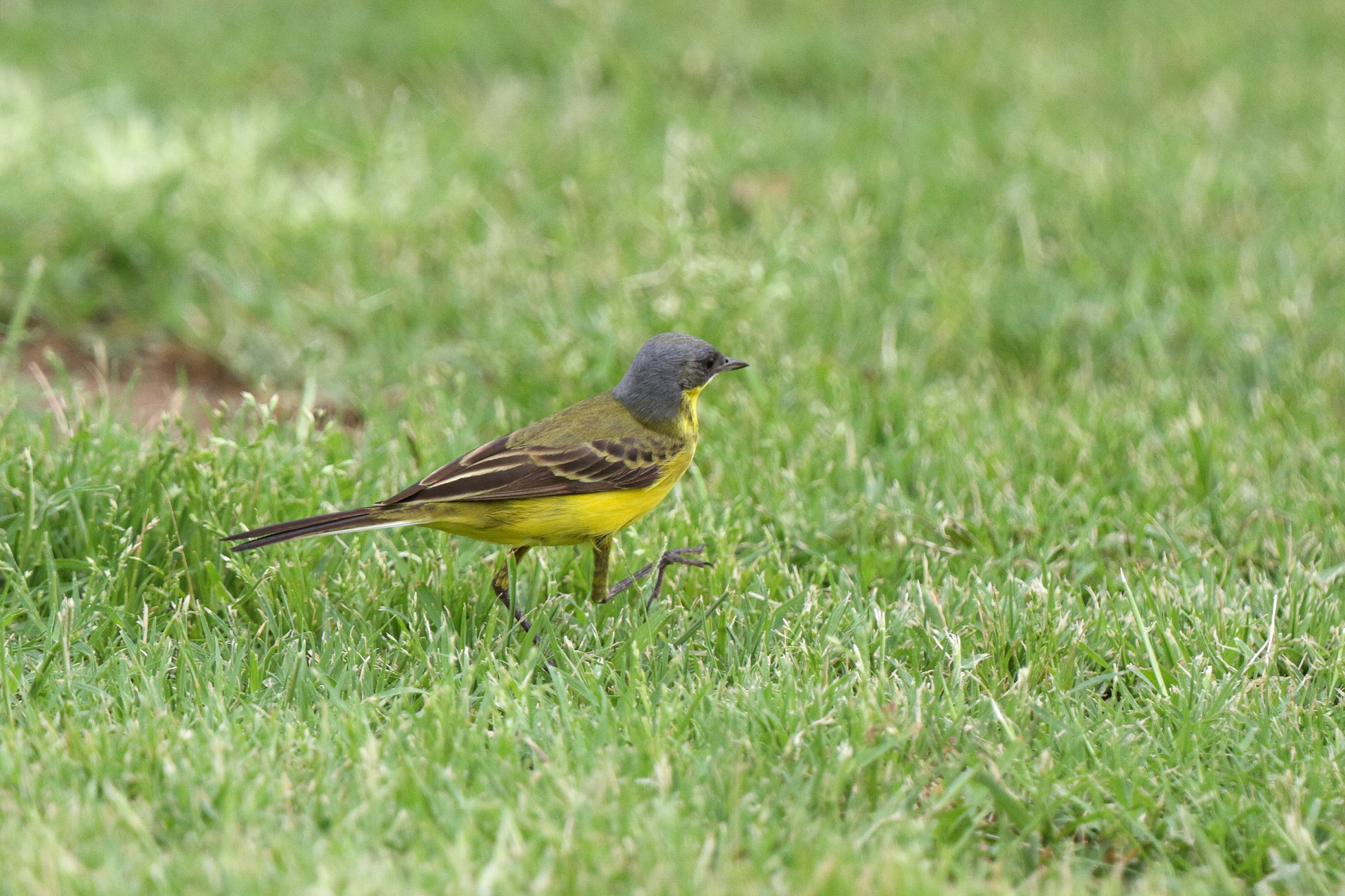 'Grey-headed' Yellow Wagtail. Qatar, 08 May 2013 © Neil G. Morris.