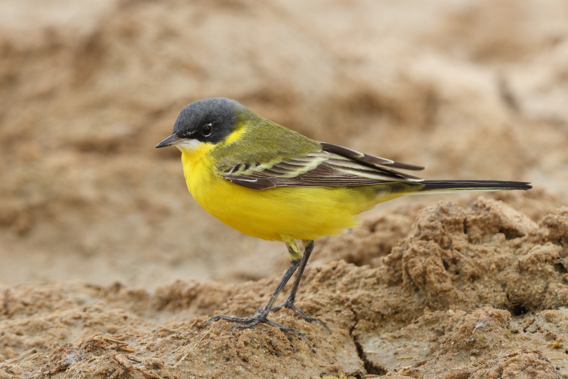 'Grey-headed' Yellow Wagtail. Qatar, 22 March 2014 © Neil G. Morris.